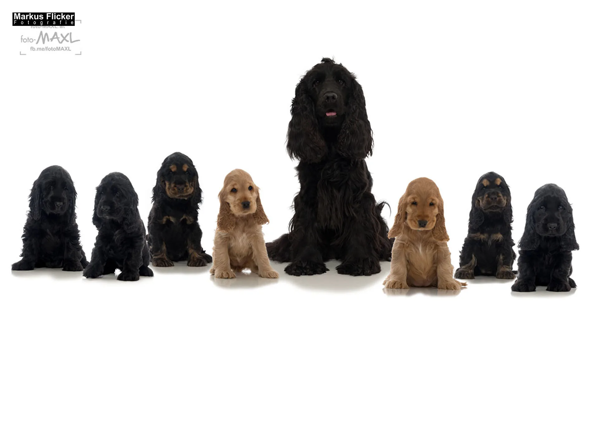 English Cocker Spaniel Welpen Hundefotos Tierfotos im Fotostudio