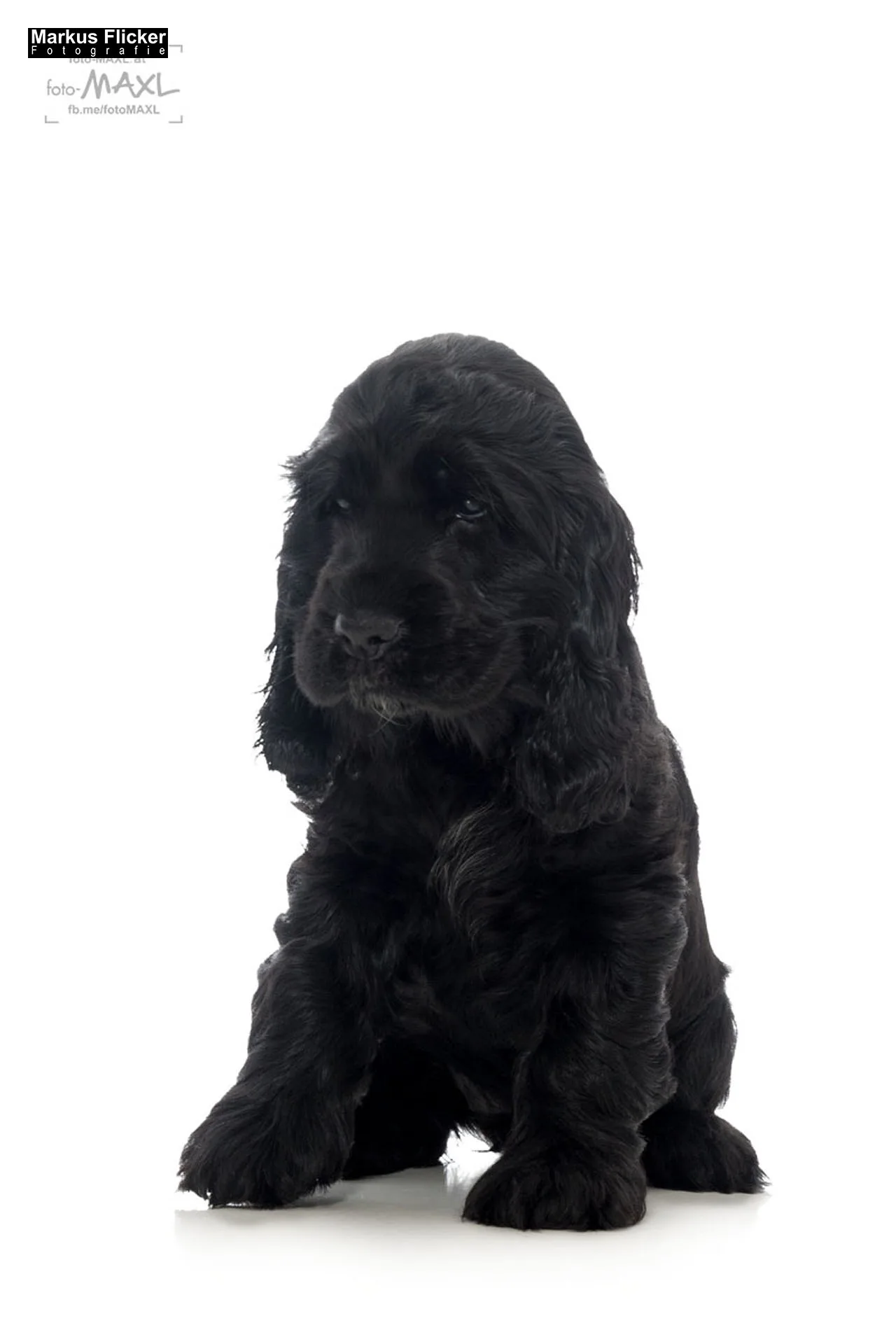 English Cocker Spaniel Welpen Hundefotos Tierfotos im Fotostudio