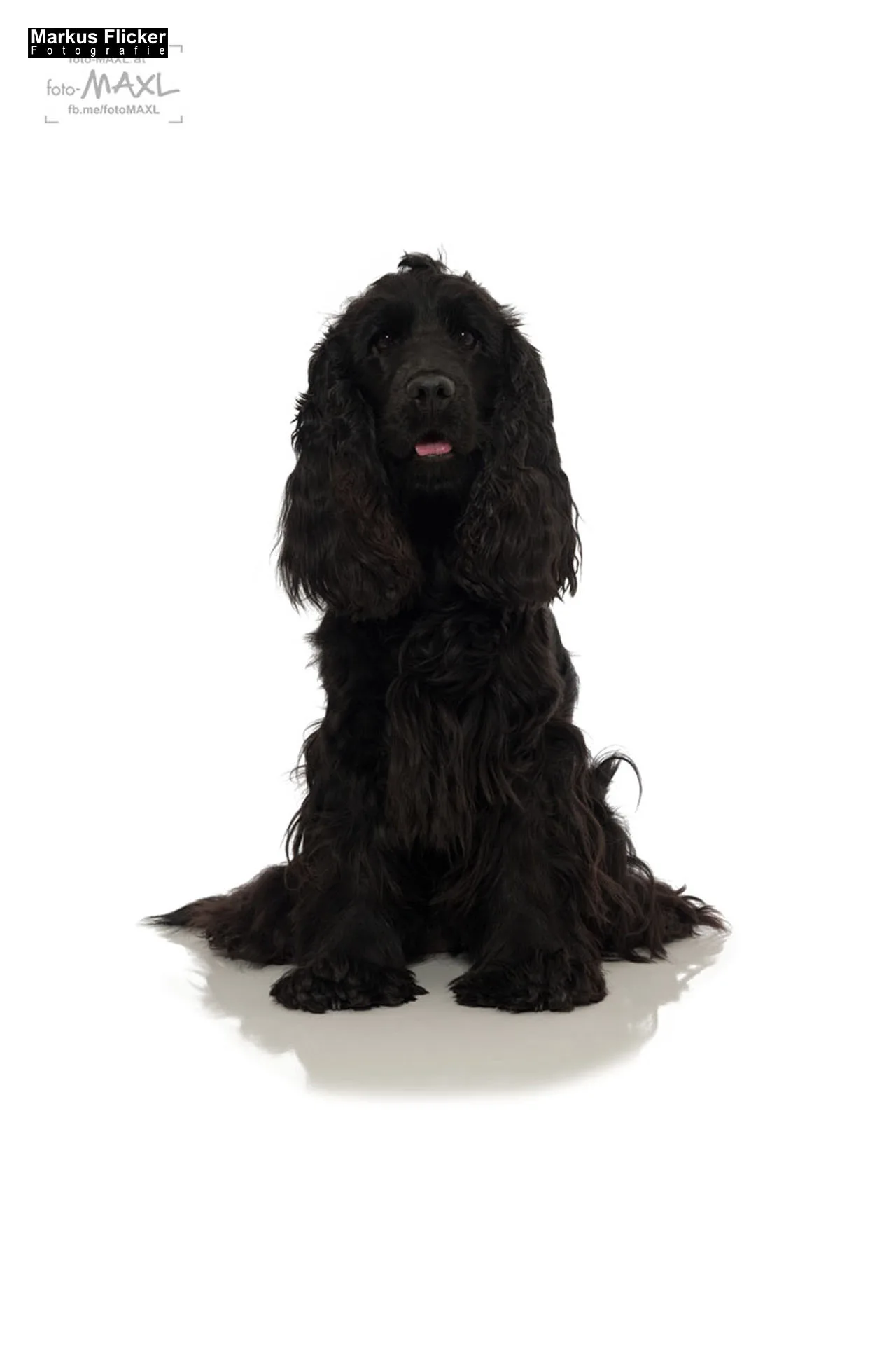 English Cocker Spaniel Welpen Hundefotos Tierfotos im Fotostudio