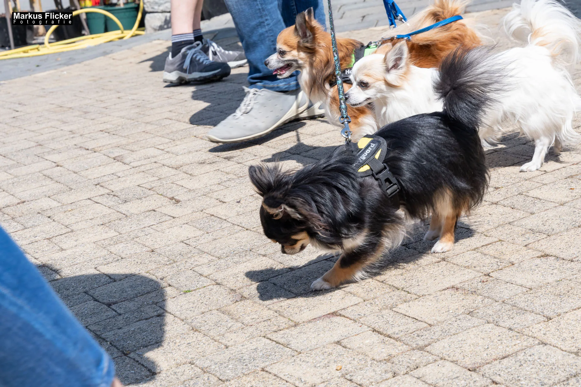 Das Gartentalent bei Höfler Erlebnisgärten