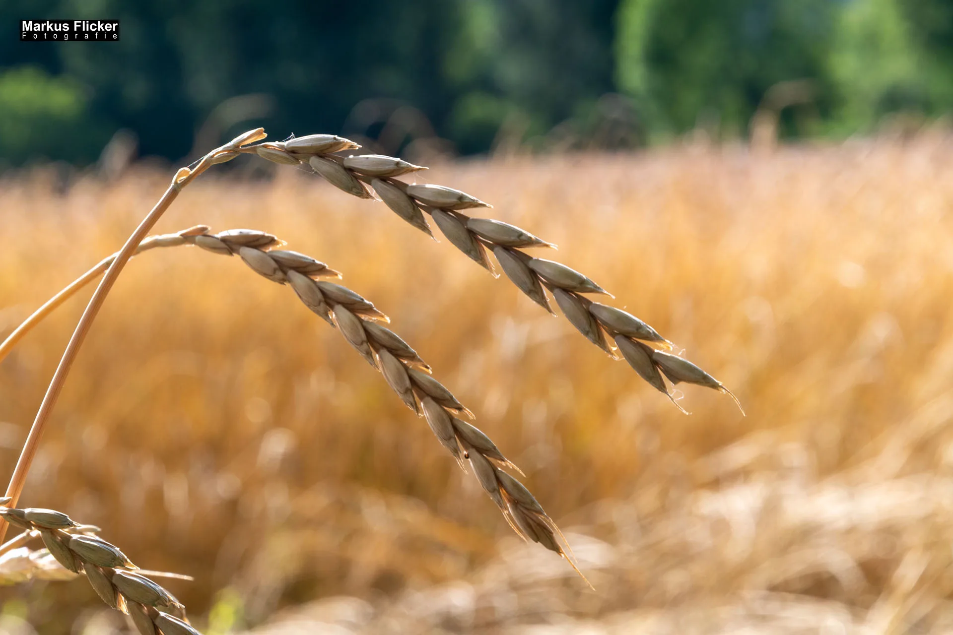 Werbefotos Bio-Bergbauernhof Heinz