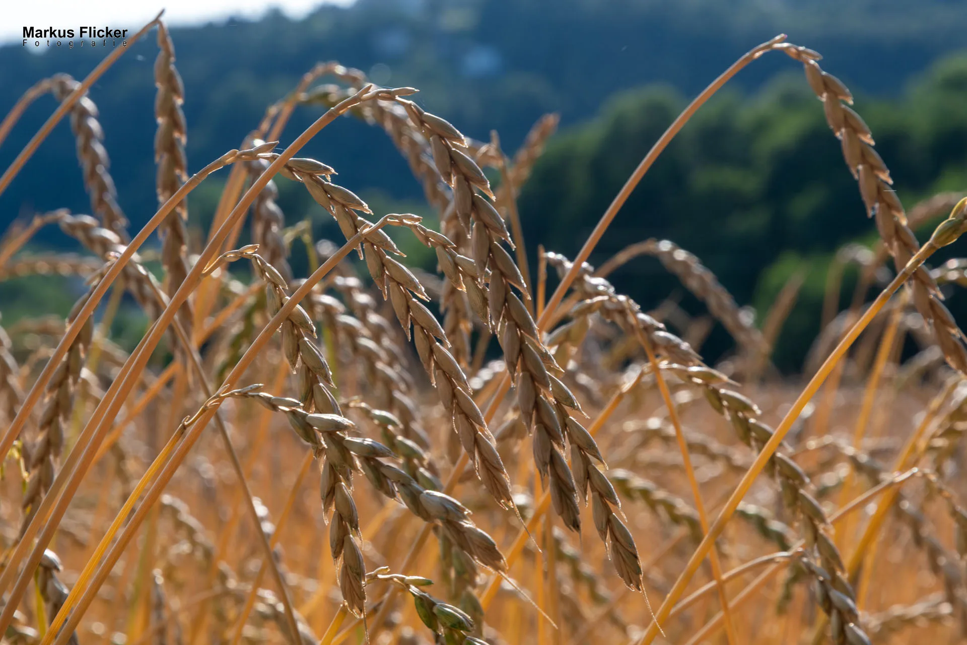 Werbefotos Bio-Bergbauernhof Heinz
