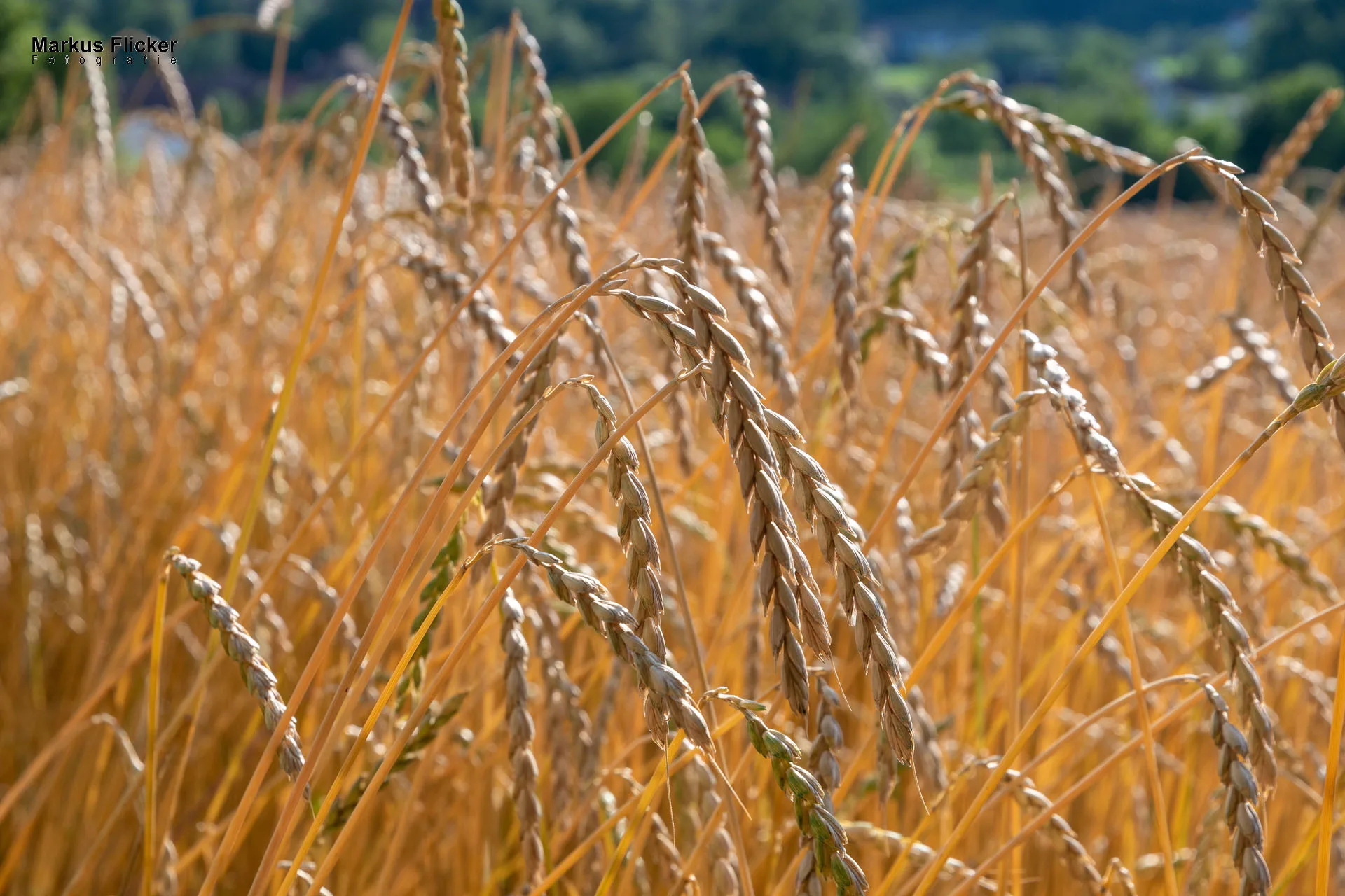 Werbefotos Bio-Bergbauernhof Heinz