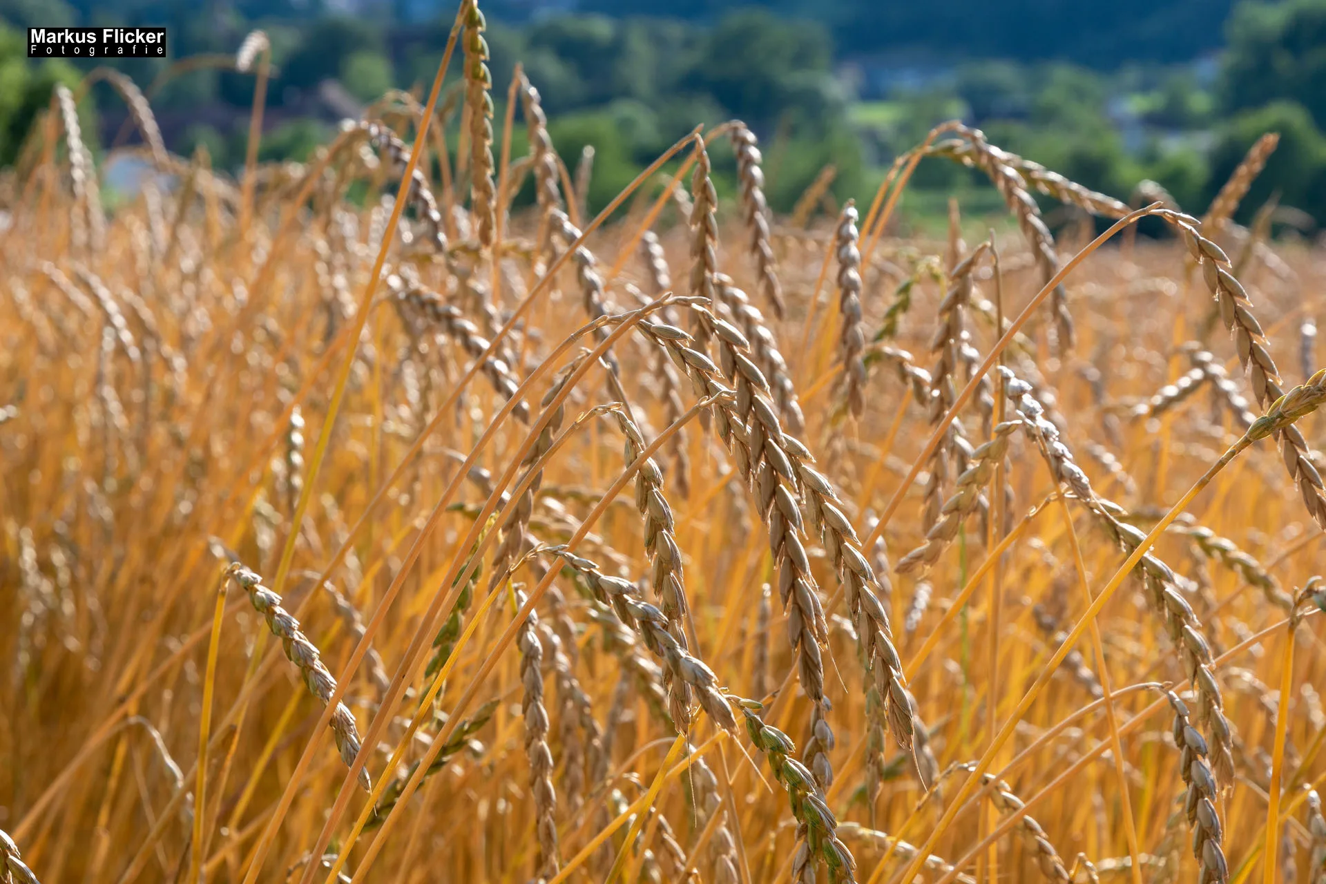 Werbefotos Bio-Bergbauernhof Heinz
