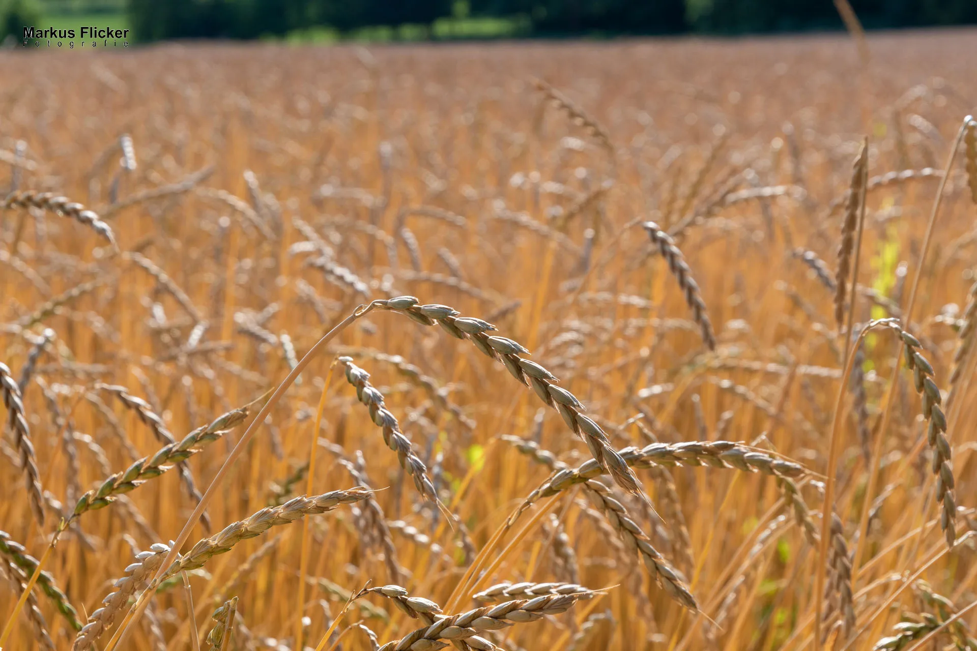 Werbefotos Bio-Bergbauernhof Heinz