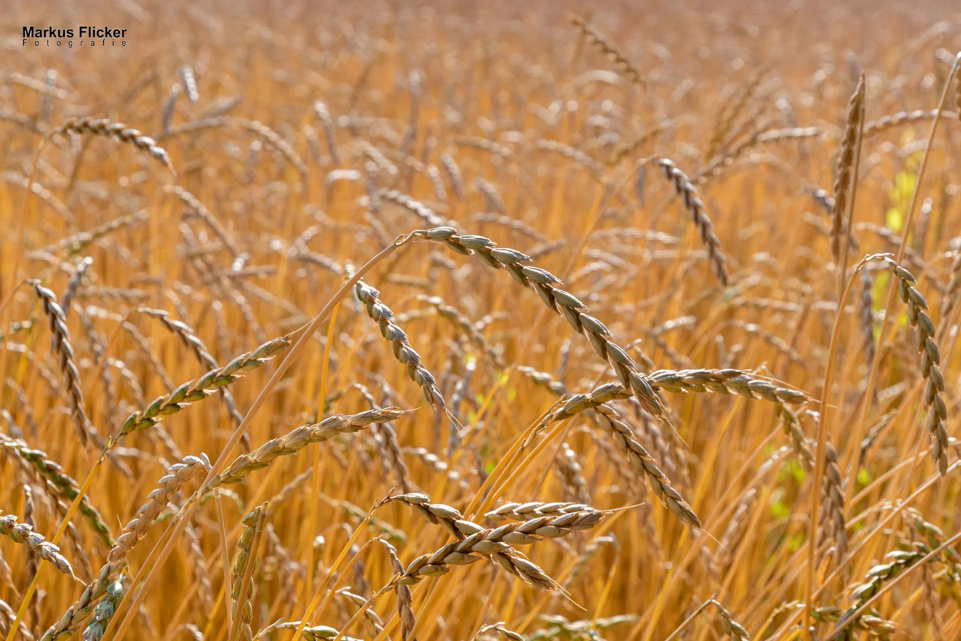 Werbefotos Bio-Bergbauernhof Heinz