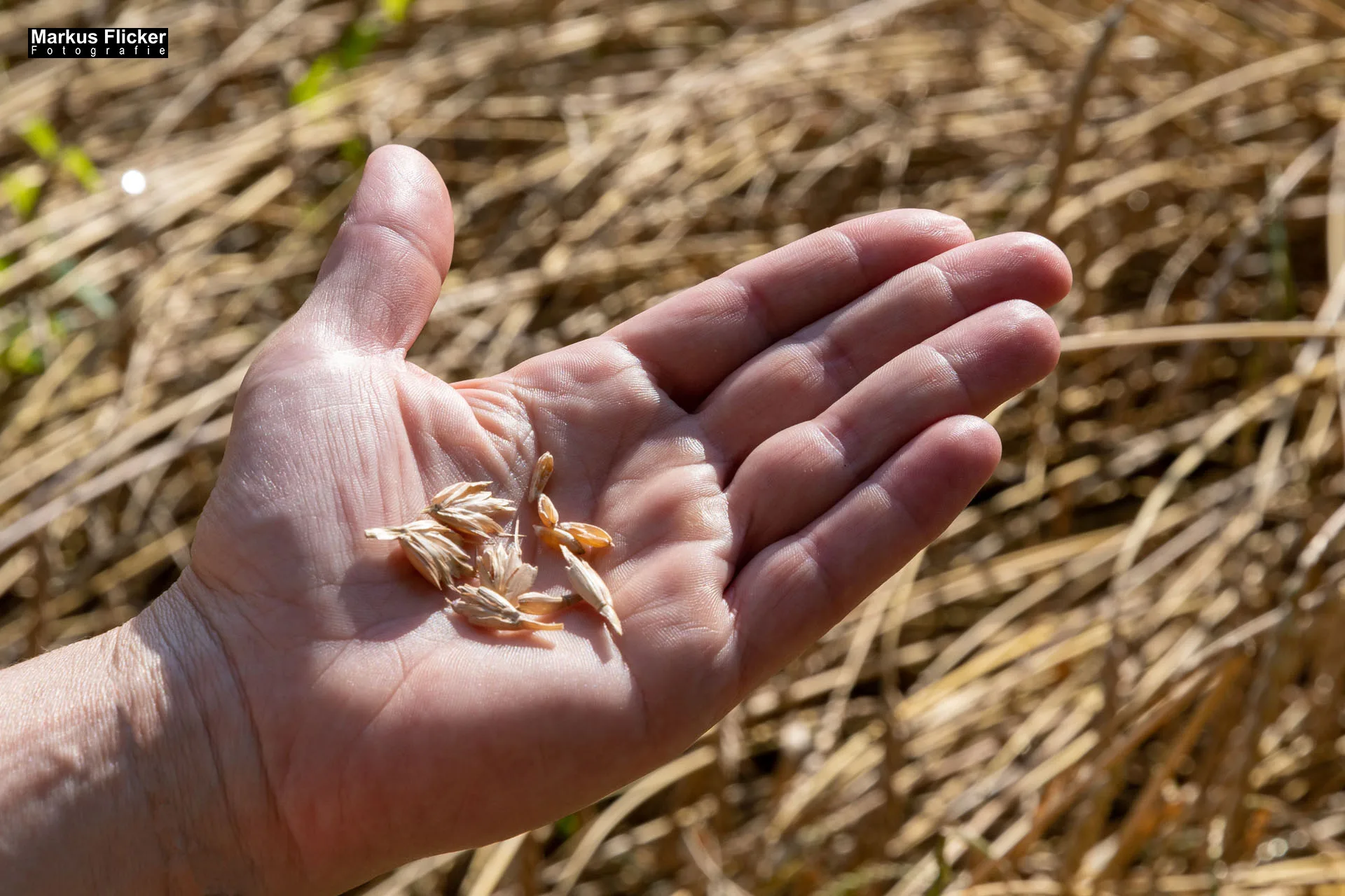 Werbefotos Bio-Bergbauernhof Heinz und Hofladen Steiermark