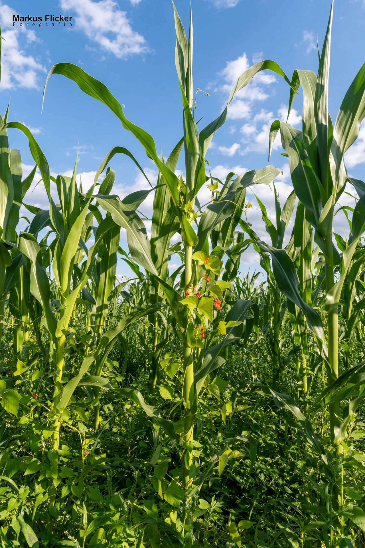 Werbefotos Bio-Bergbauernhof Heinz