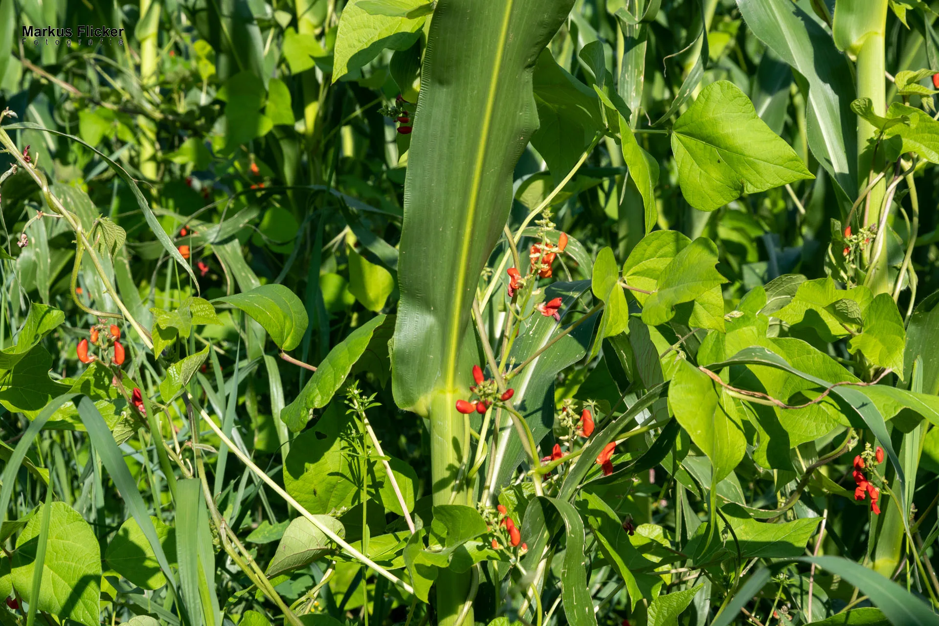 Werbefotos Bio-Bergbauernhof Heinz