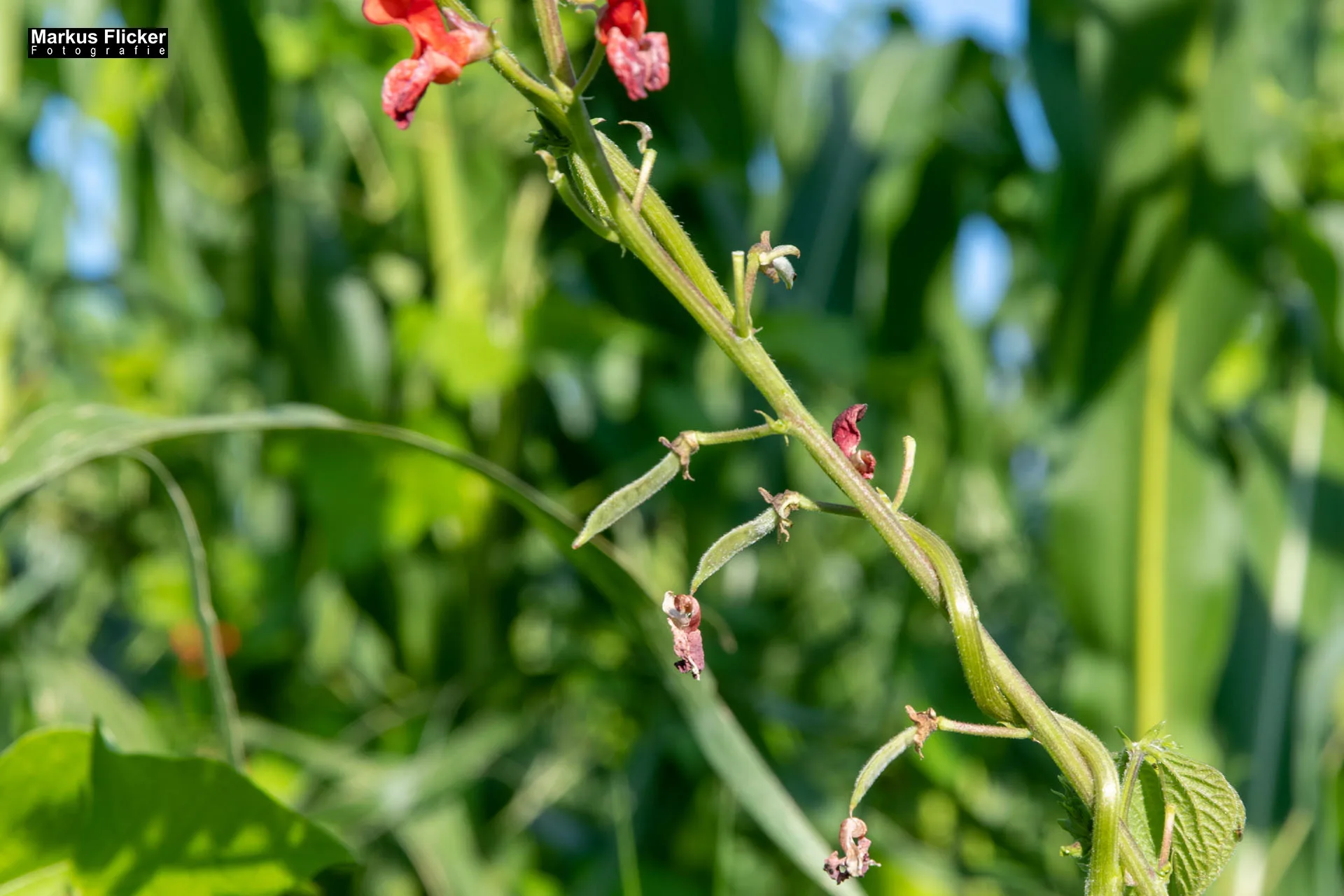 Werbefotos Bio-Bergbauernhof Heinz