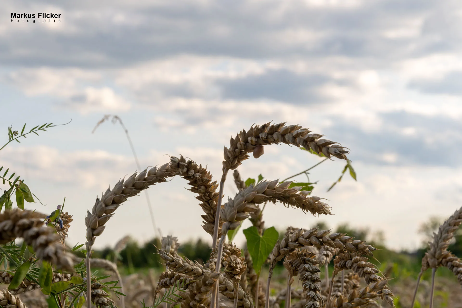 Werbefotos Bio-Bergbauernhof Heinz