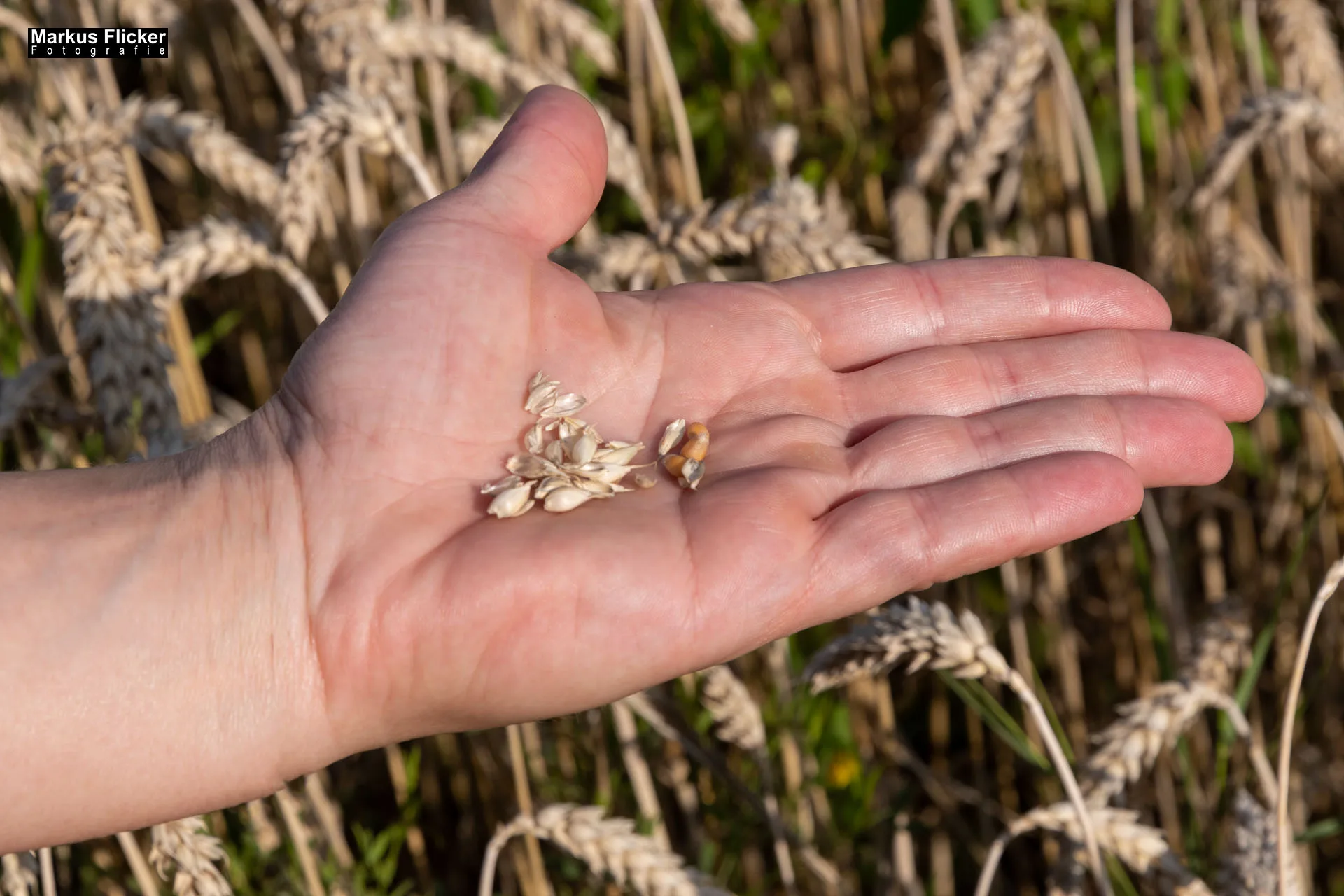 Werbefotos Bio-Bergbauernhof Heinz und Hofladen Steiermark