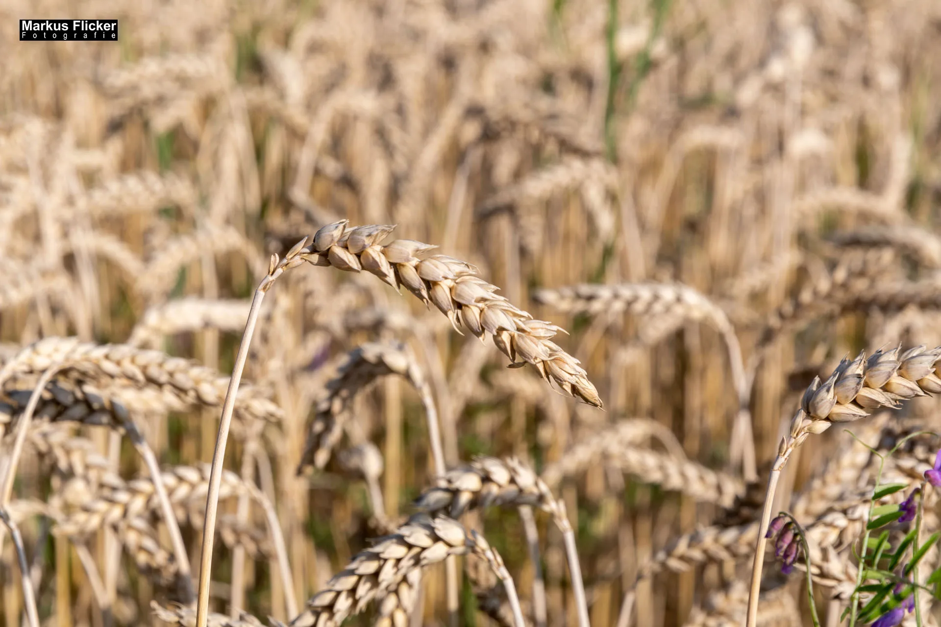 Werbefotos Bio-Bergbauernhof Heinz