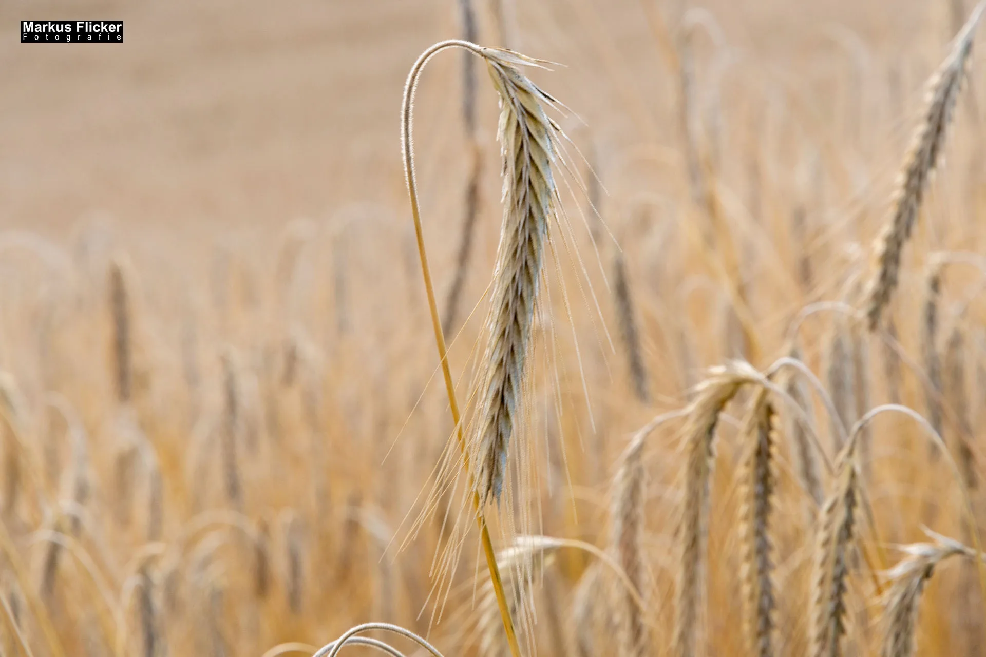 Werbefotos Bio-Bergbauernhof Heinz
