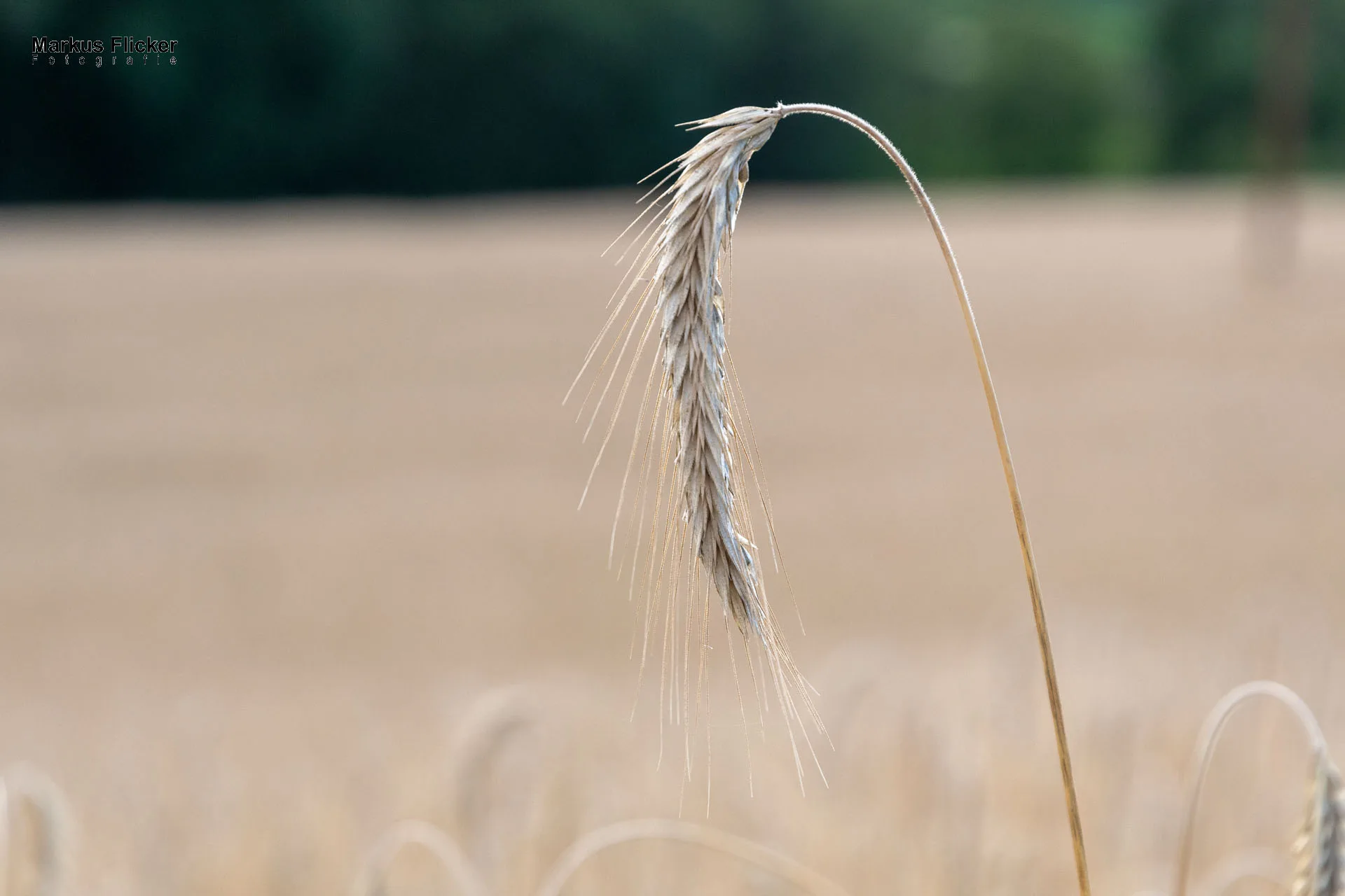 Werbefotos Bio-Bergbauernhof Heinz und Hofladen Steiermark
