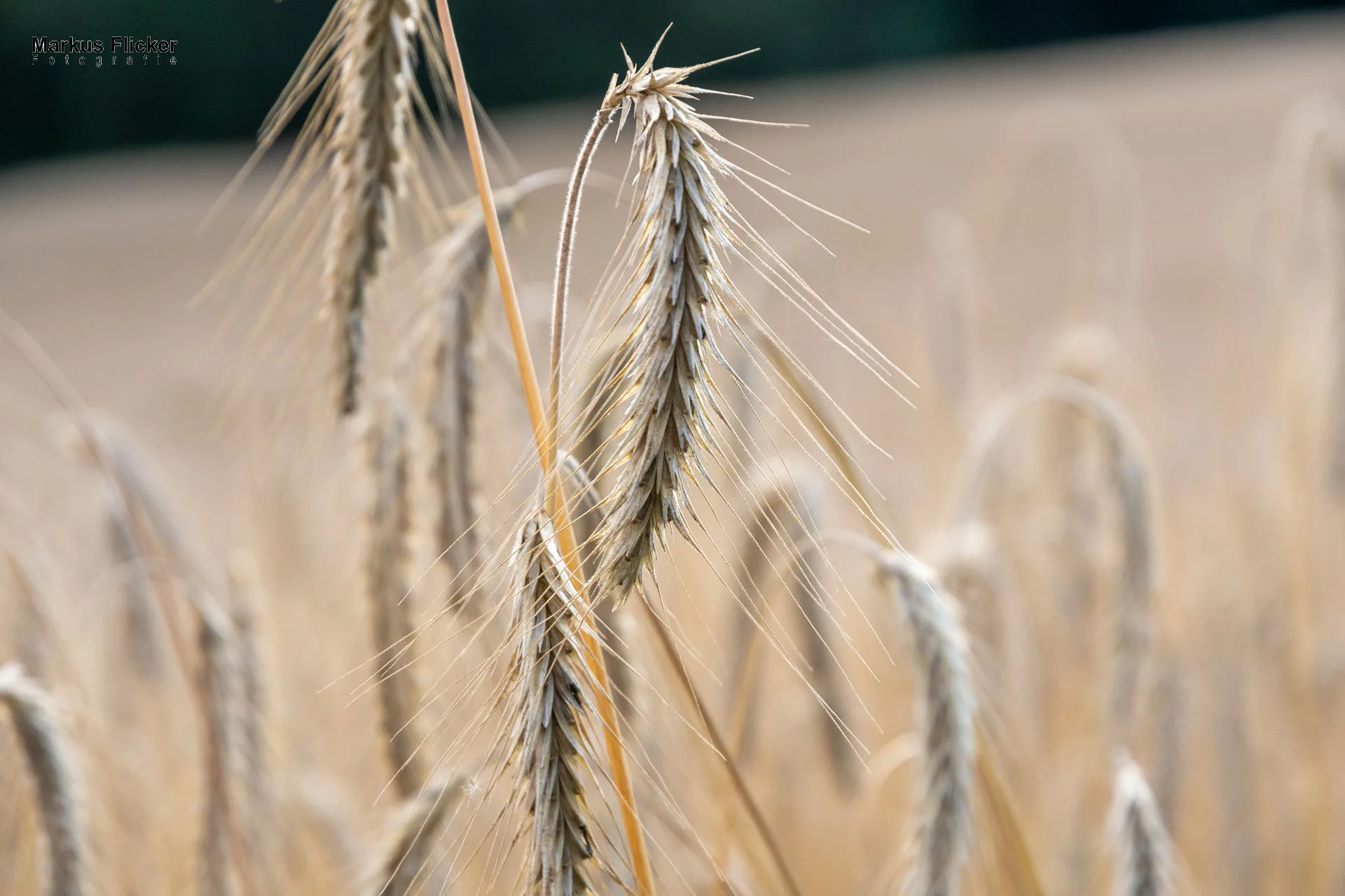 Werbefotos Bio-Bergbauernhof Heinz