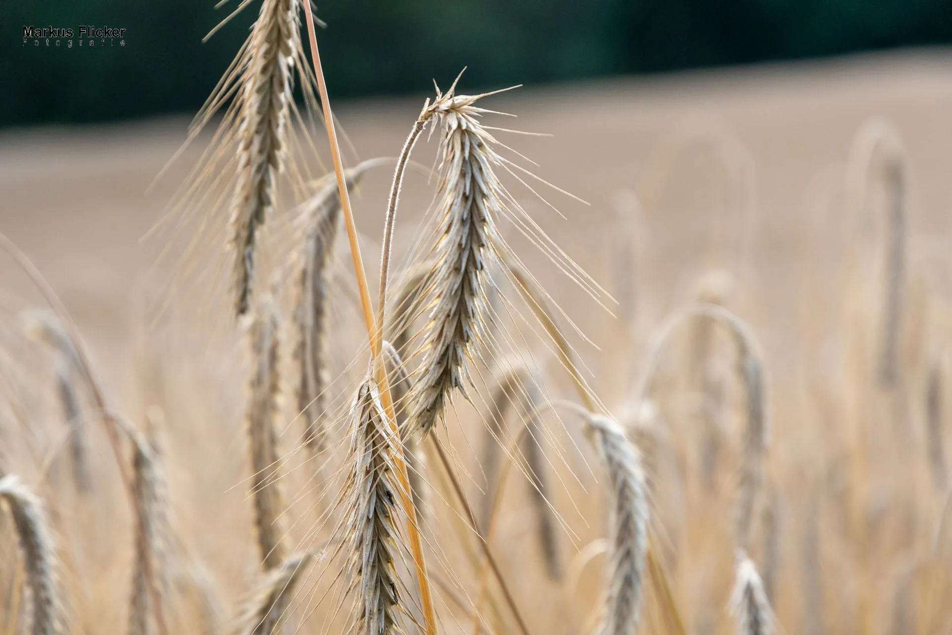 Werbefotos Bio-Bergbauernhof Heinz
