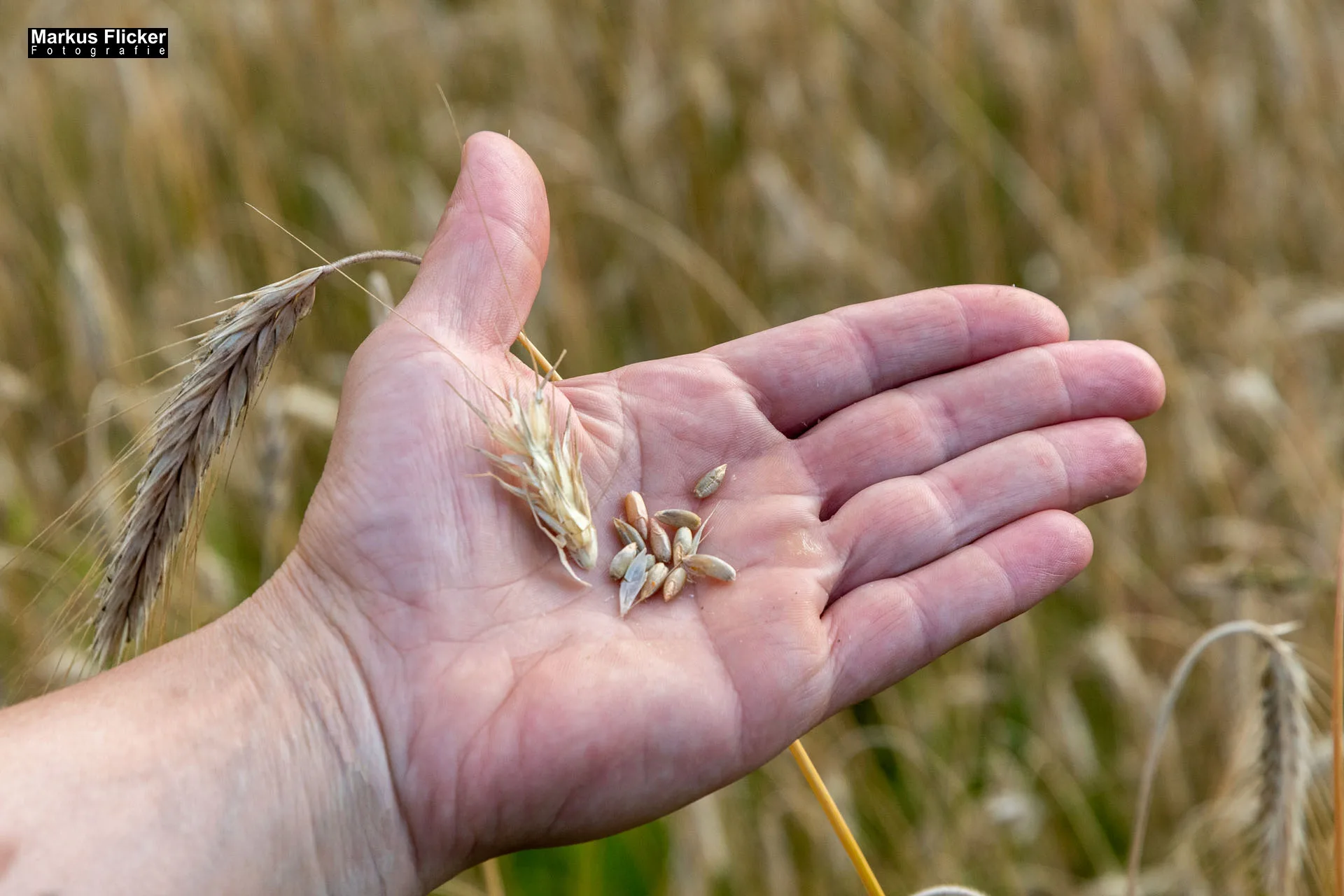 Werbefotos Bio-Bergbauernhof Heinz und Hofladen Steiermark