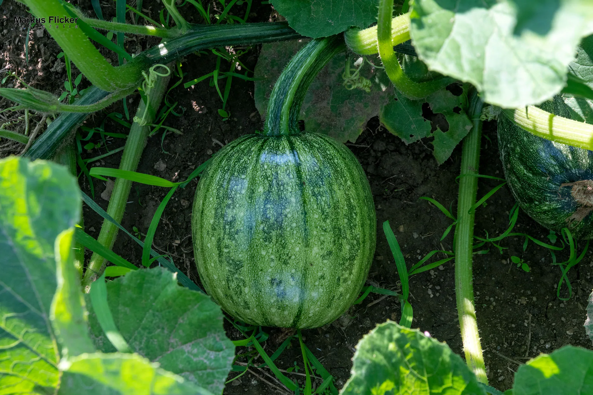 Werbefotos Bio-Bergbauernhof Heinz