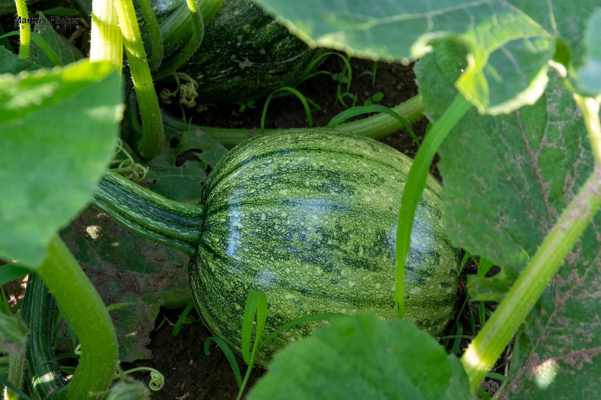 Werbefotos Bio-Bergbauernhof Heinz