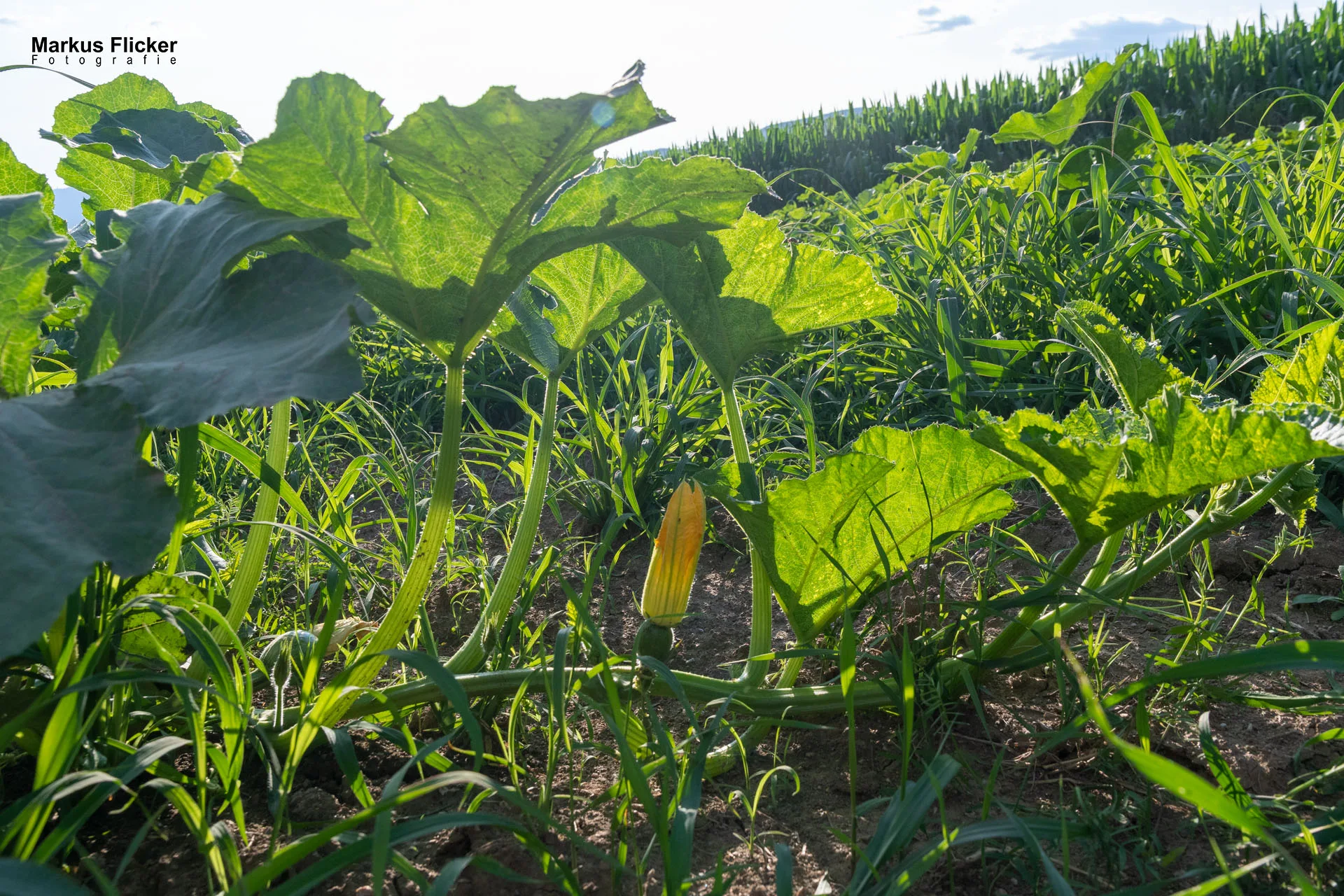 Werbefotos Bio-Bergbauernhof Heinz und Hofladen Steiermark