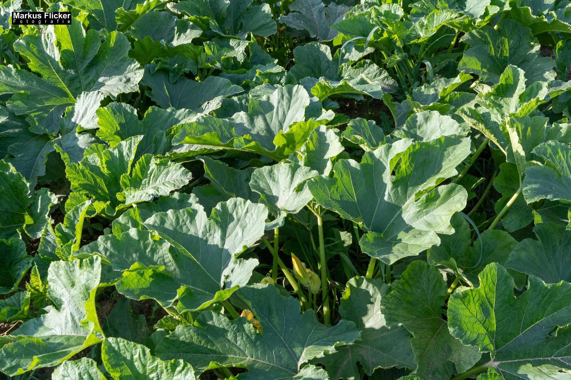 Werbefotos Bio-Bergbauernhof Heinz und Hofladen Steiermark