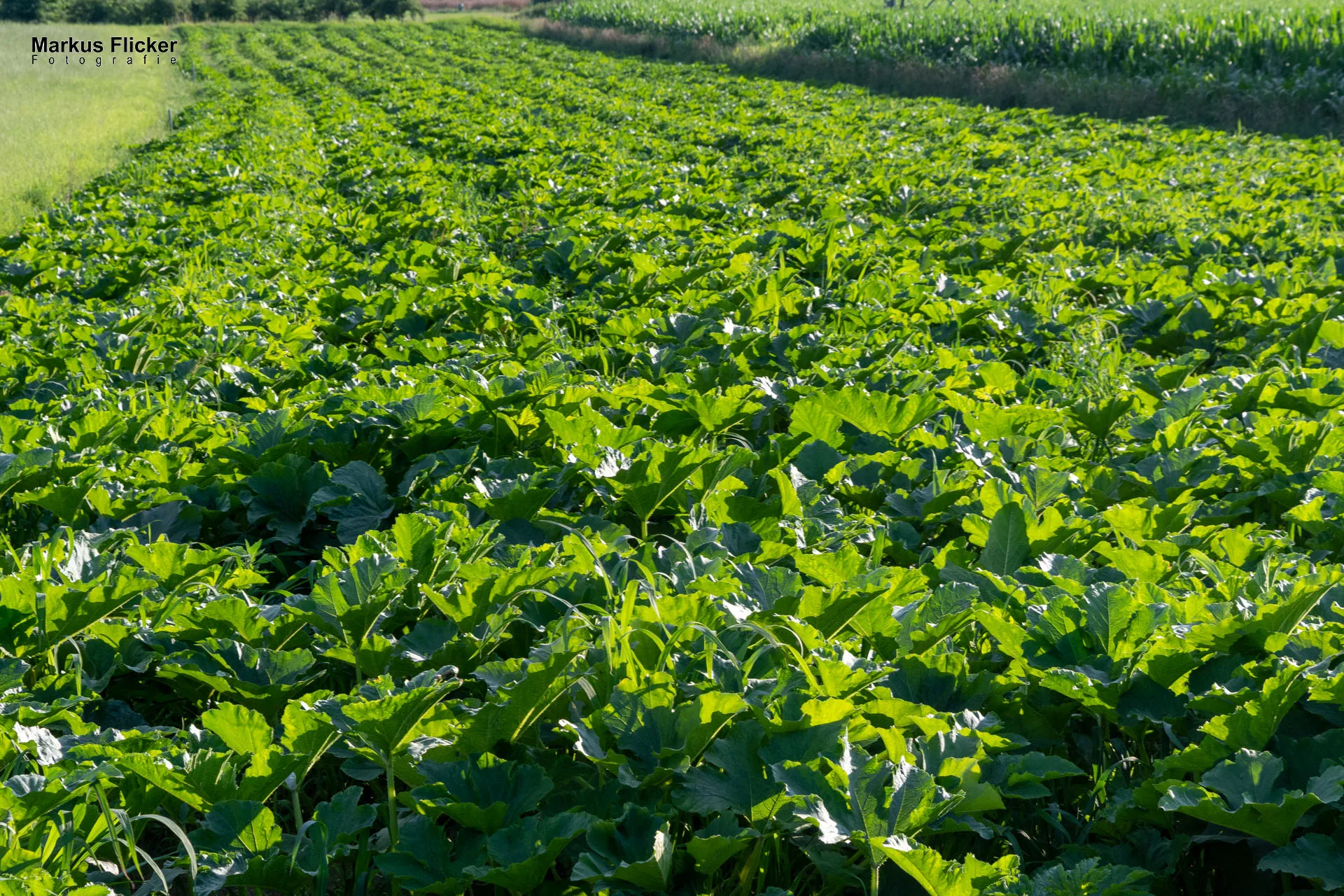Werbefotos Bio-Bergbauernhof Heinz und Hofladen Steiermark