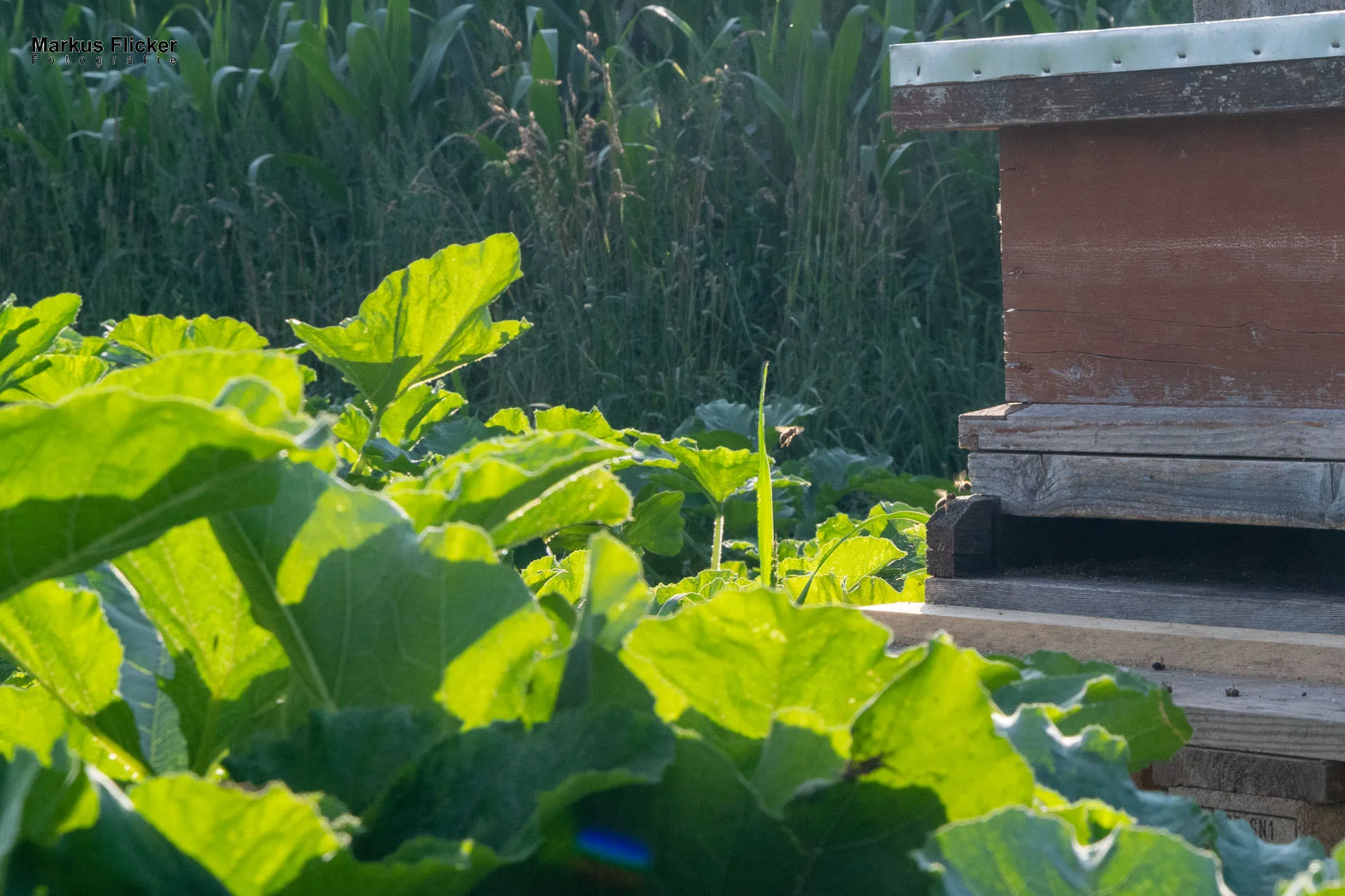 Werbefotos Bio-Bergbauernhof Heinz und Hofladen Steiermark