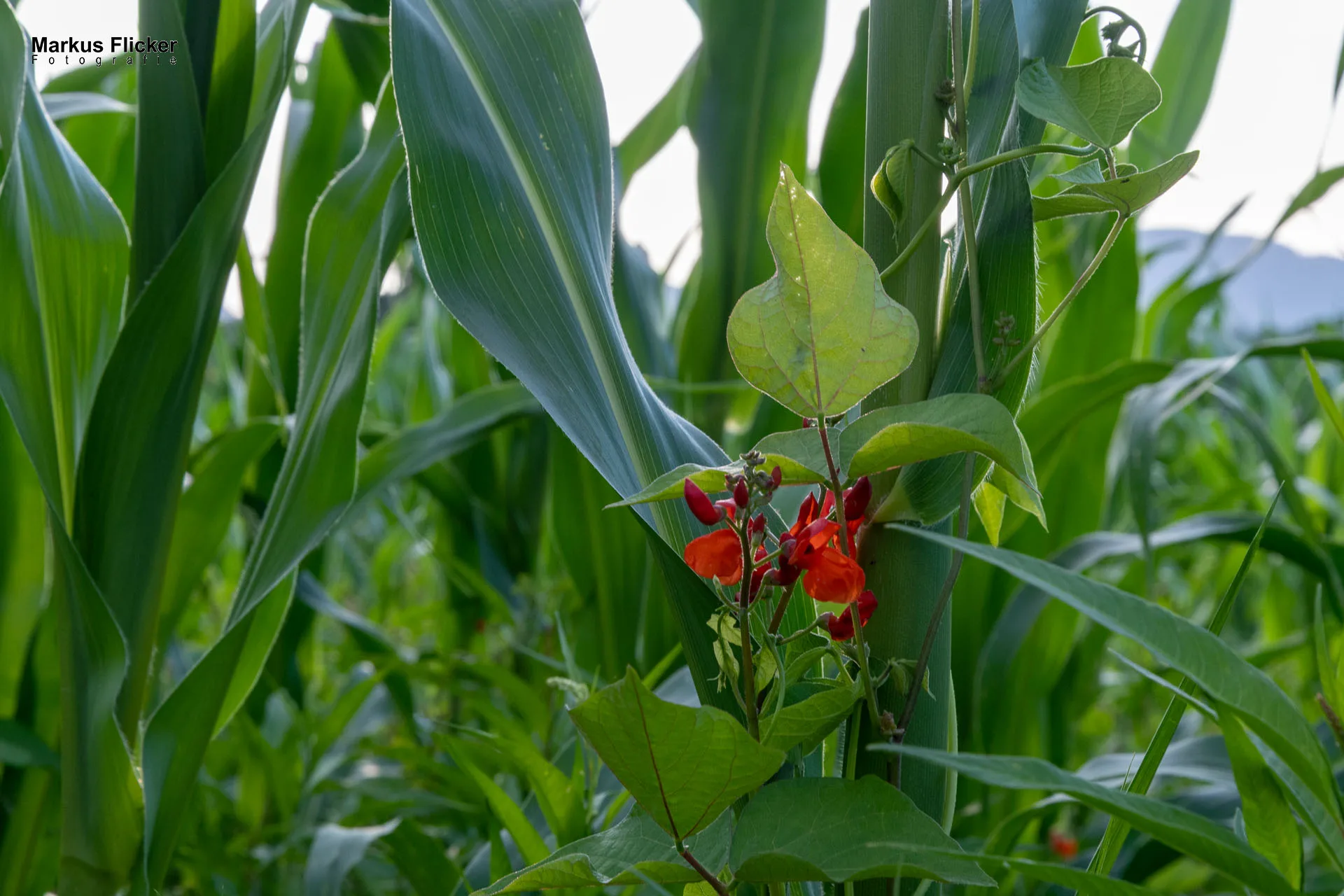 Werbefotos Bio-Bergbauernhof Heinz und Hofladen Steiermark