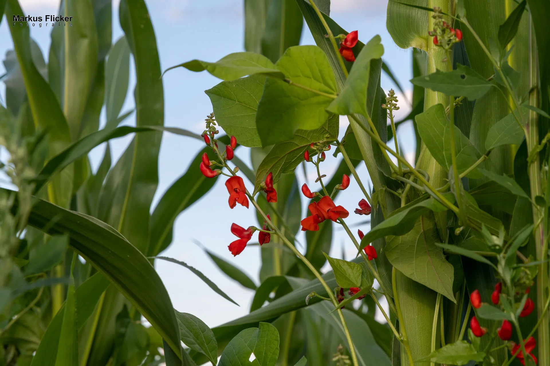 Werbefotos Bio-Bergbauernhof Heinz und Hofladen Steiermark