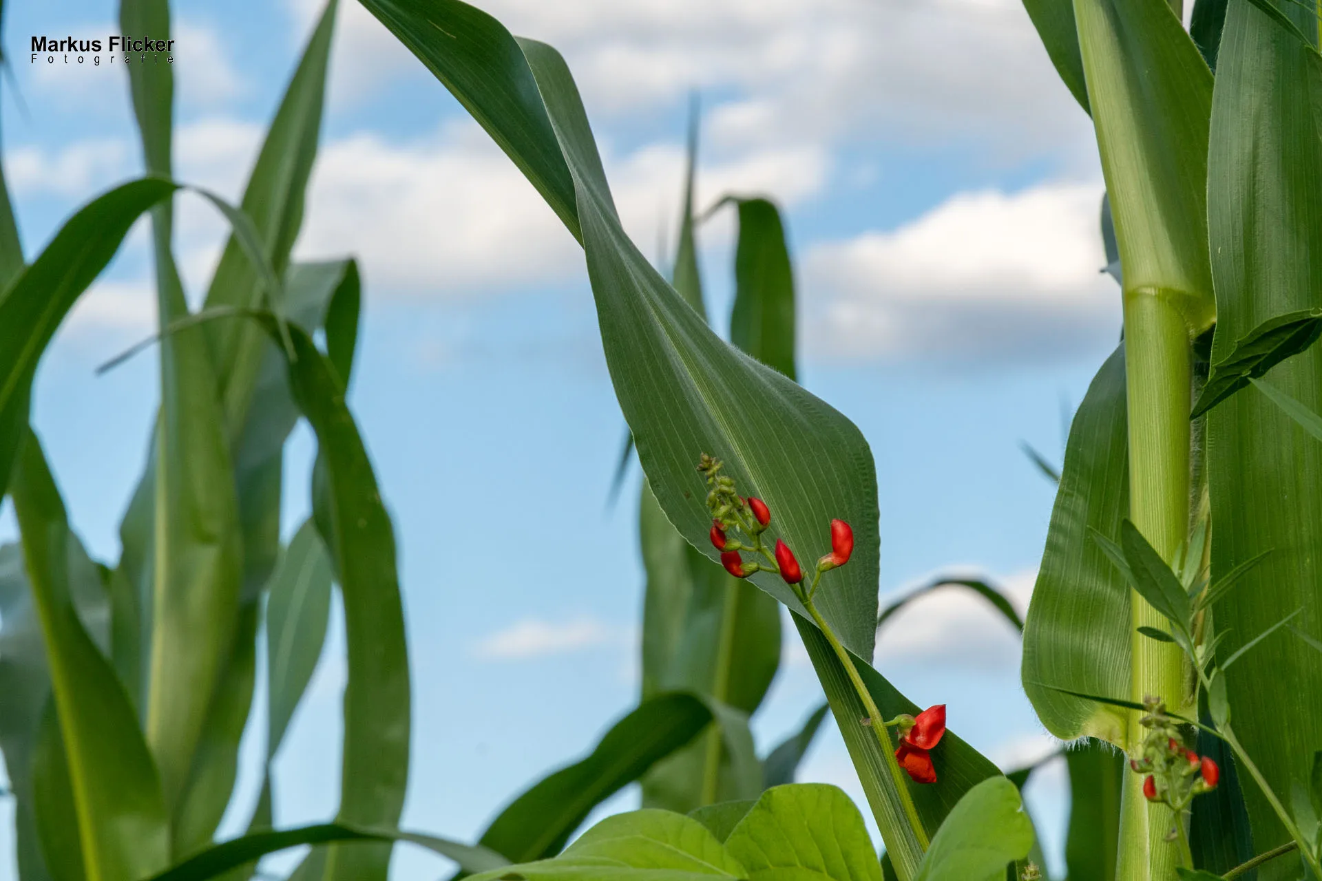 Werbefotos Bio-Bergbauernhof Heinz und Hofladen Steiermark