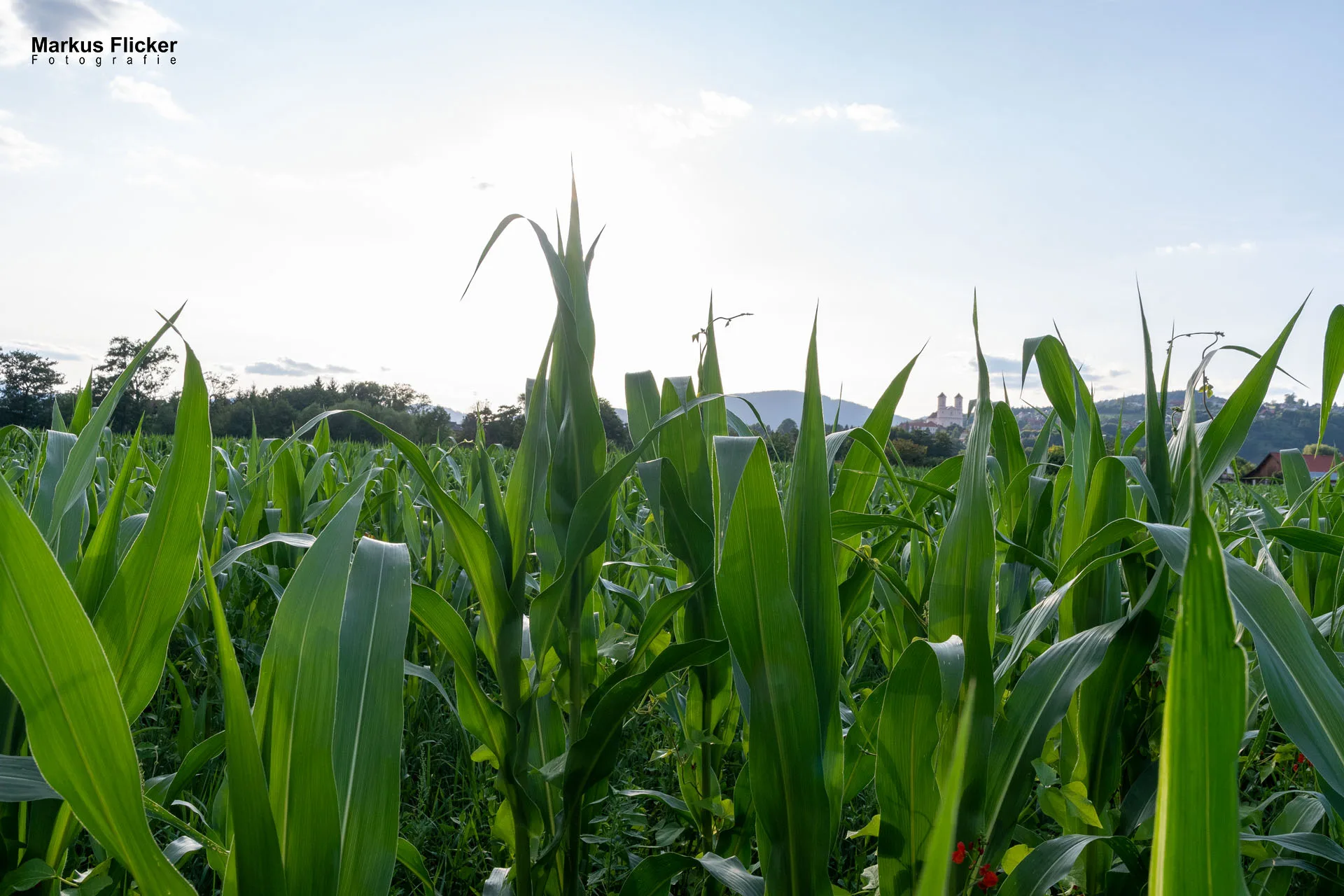 Werbefotos Bio-Bergbauernhof Heinz und Hofladen Steiermark