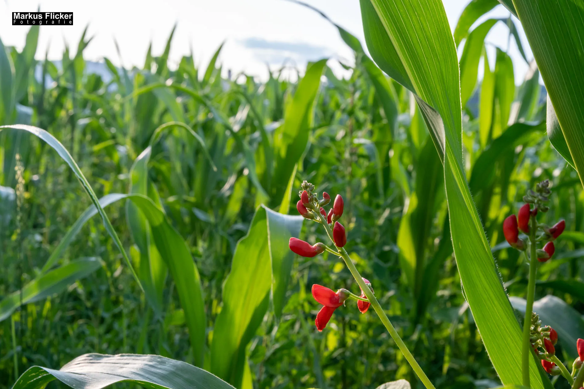 Werbefotos Bio-Bergbauernhof Heinz und Hofladen Steiermark