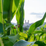 Werbefotos Bio-Bergbauernhof Heinz und Hofladen Steiermark