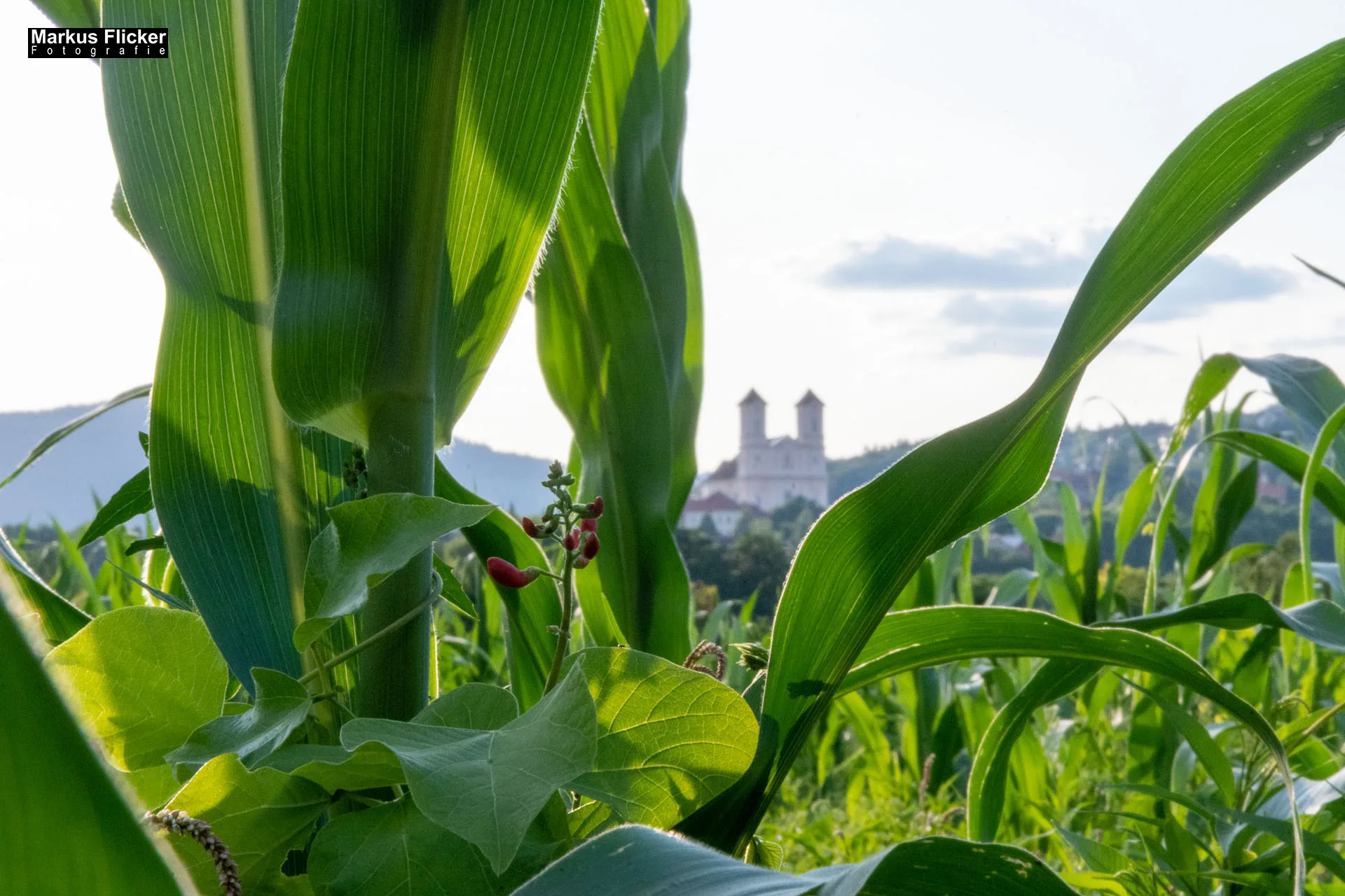 Werbefotos Bio-Bergbauernhof Heinz und Hofladen Steiermark