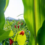 Werbefotos Bio-Bergbauernhof Heinz und Hofladen Steiermark