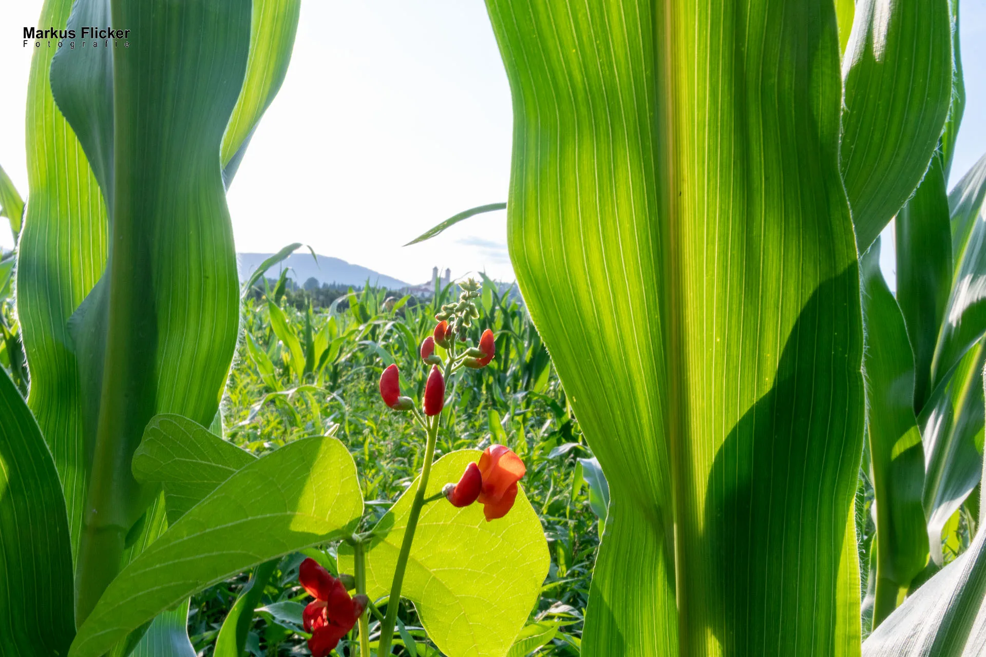 Werbefotos Bio-Bergbauernhof Heinz und Hofladen Steiermark