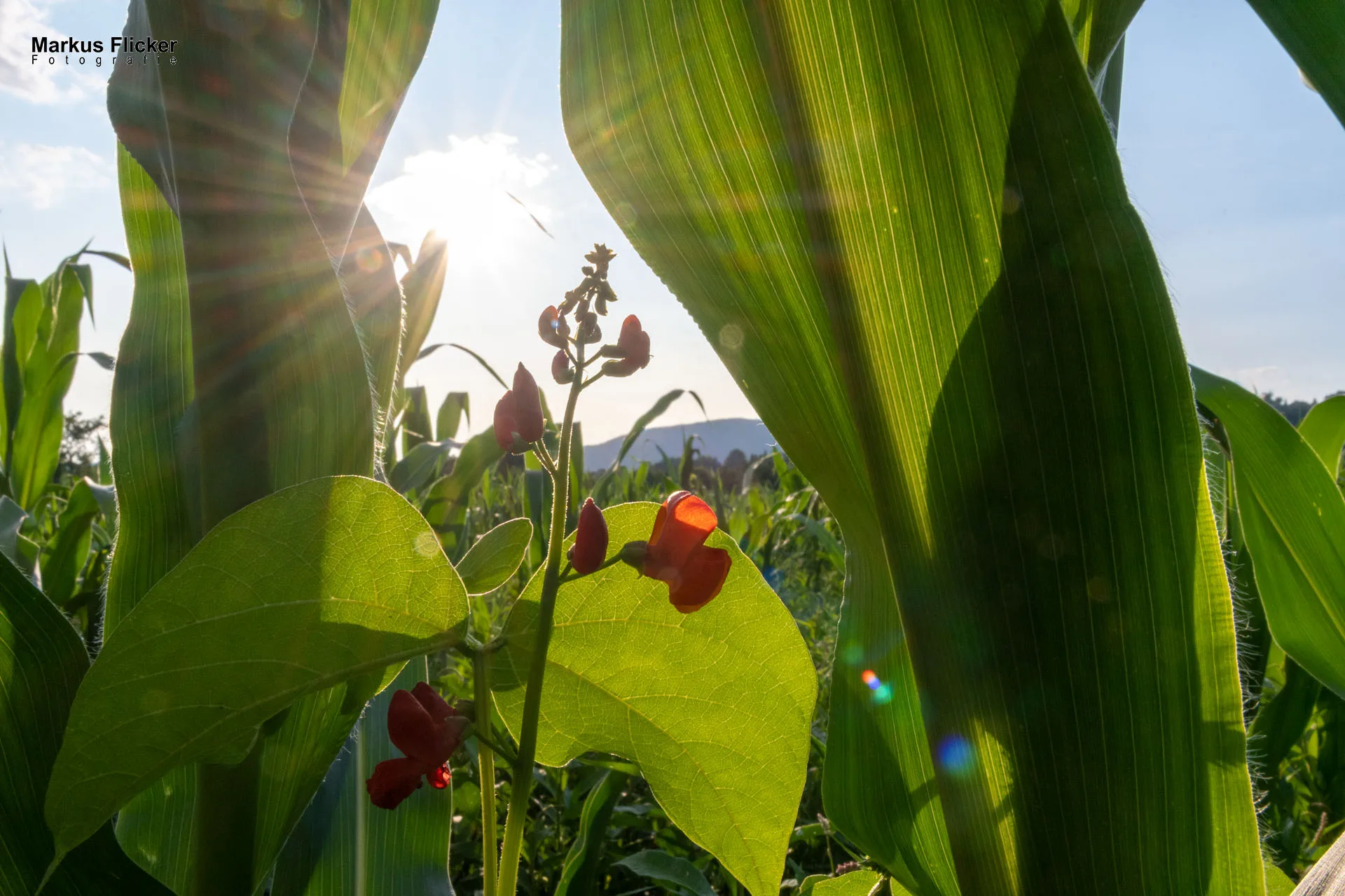 Werbefotos Bio-Bergbauernhof Heinz und Hofladen Steiermark