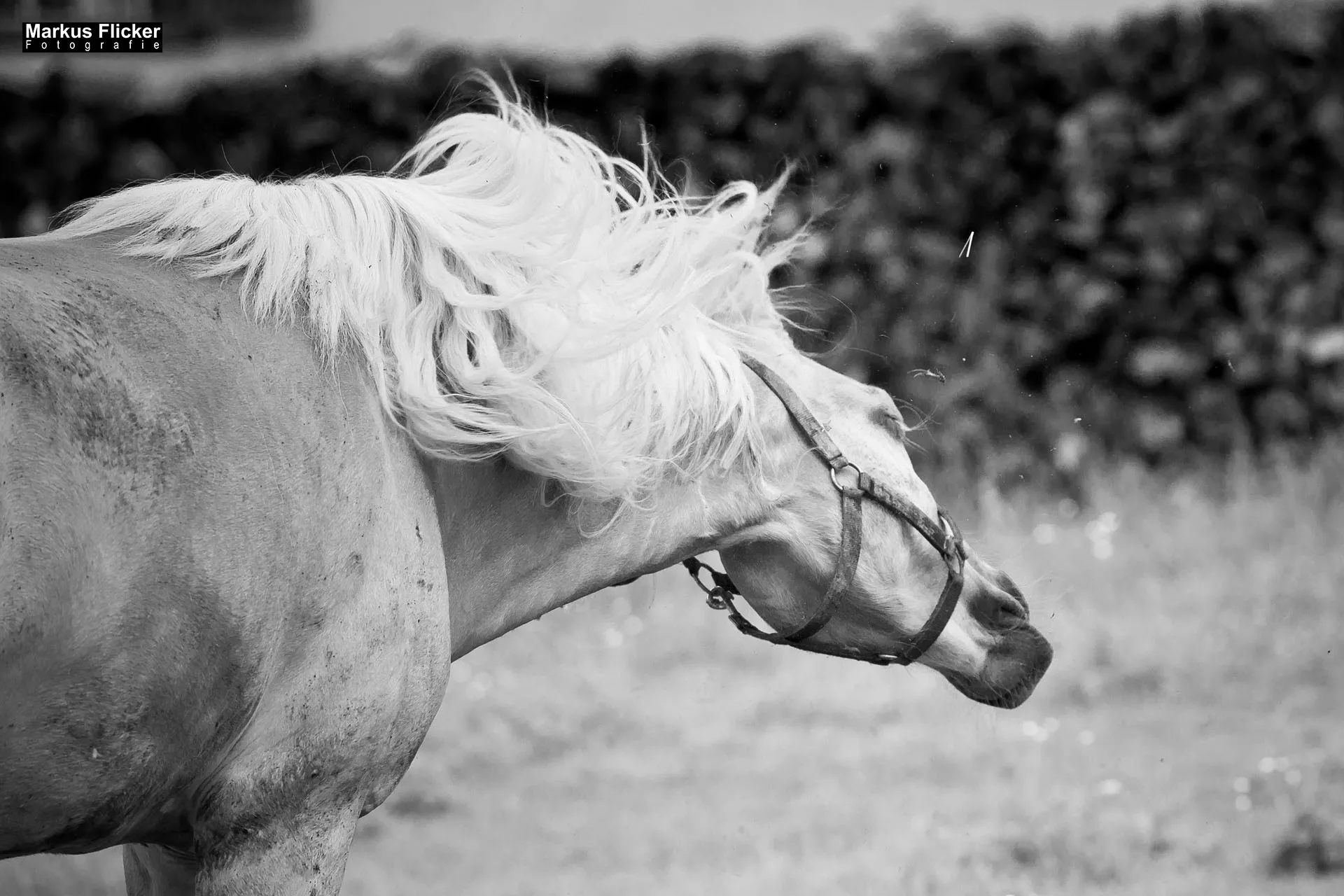 Fotoprojekt 365 Tage Streetphotography mit dem Smartphone. Fotografieren und Filmen mit dem Smartphone: Bessere Fotos und Videos mit dem Handy für Freizeit, Hobby und Business