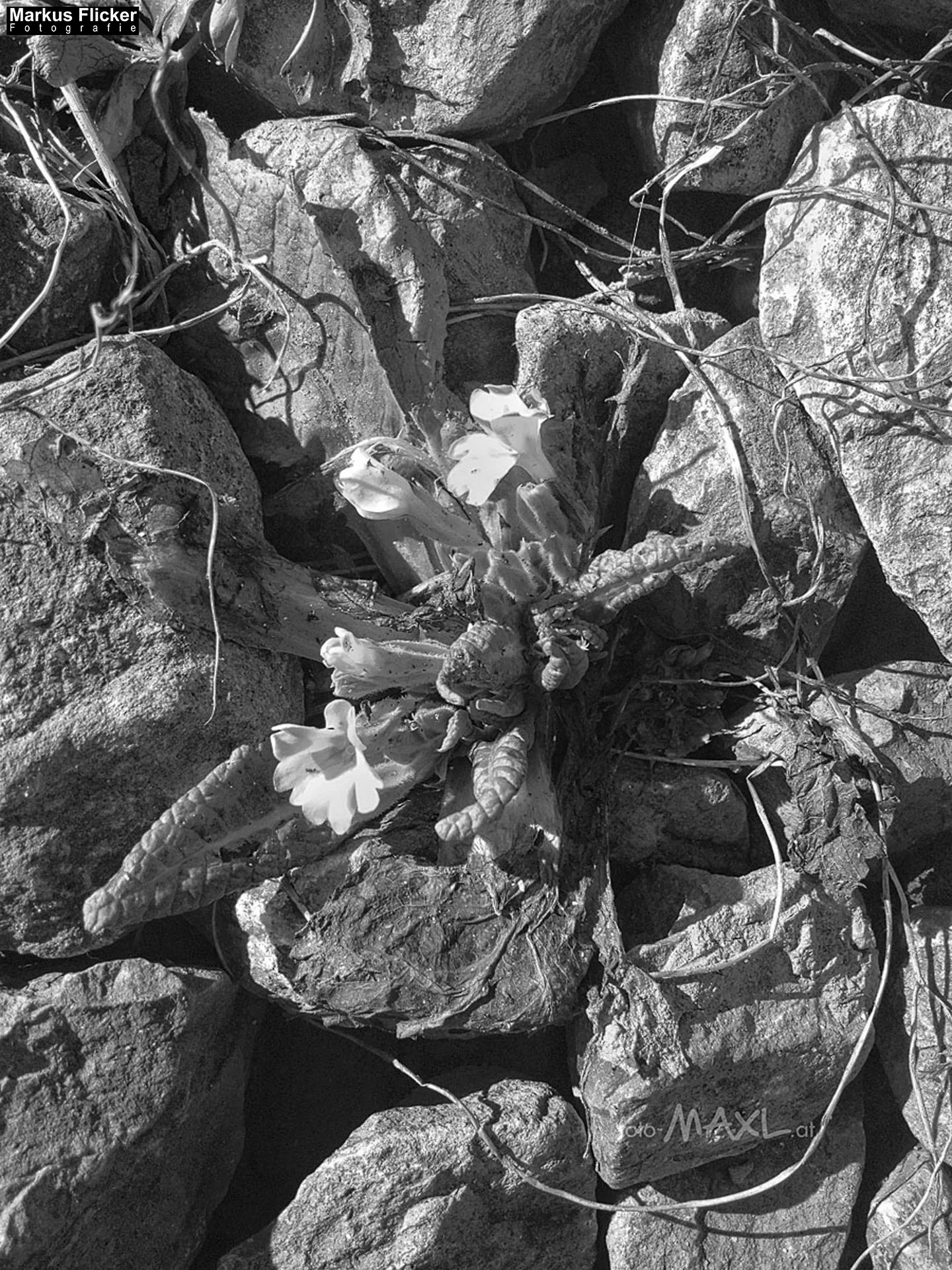 Fotoprojekt 365 Tage Streetphotography mit dem Smartphone. Fotografieren und Filmen mit dem Smartphone: Bessere Fotos und Videos mit dem Handy für Freizeit, Hobby und Business