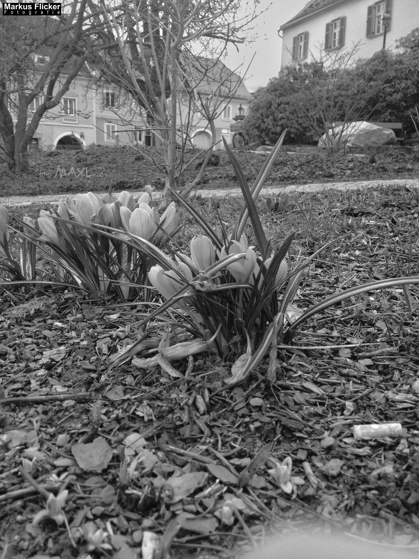 Fotoprojekt 365 Tage Streetphotography mit dem Smartphone. Fotografieren und Filmen mit dem Smartphone: Bessere Fotos und Videos mit dem Handy für Freizeit, Hobby und Business