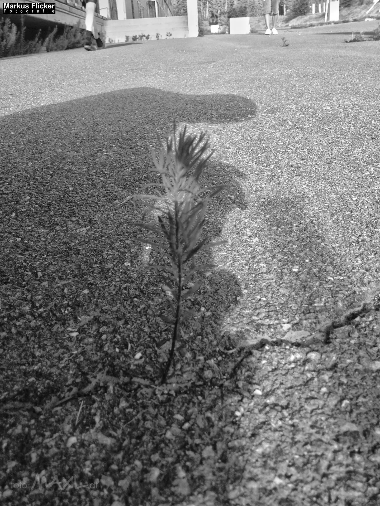 Fotoprojekt 365 Tage Streetphotography mit dem Smartphone. Fotografieren und Filmen mit dem Smartphone: Bessere Fotos und Videos mit dem Handy für Freizeit, Hobby und Business