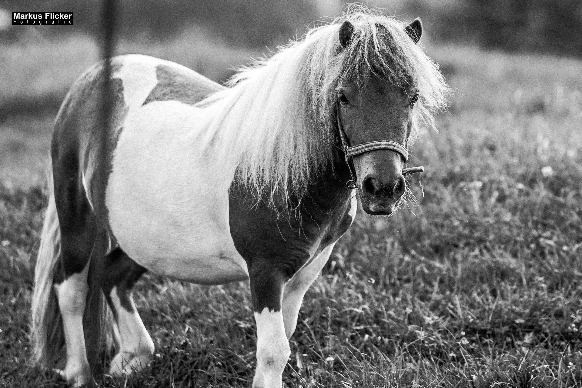 Fotoprojekt 365 Tage Streetphotography mit dem Smartphone. Fotografieren und Filmen mit dem Smartphone: Bessere Fotos und Videos mit dem Handy für Freizeit, Hobby und Business