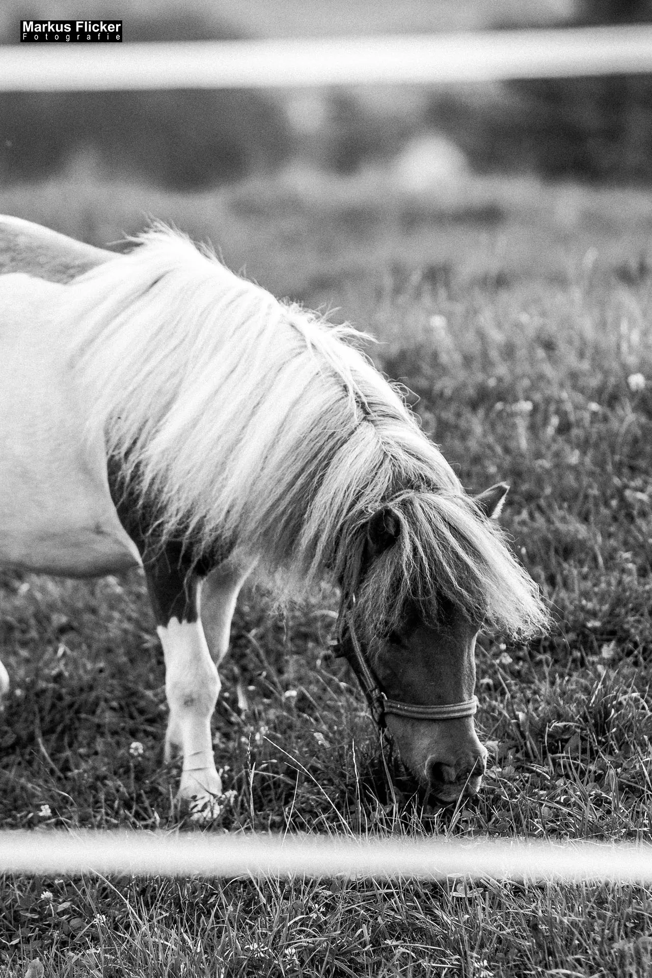 Fotoprojekt 365 Tage Streetphotography mit dem Smartphone. Fotografieren und Filmen mit dem Smartphone: Bessere Fotos und Videos mit dem Handy für Freizeit, Hobby und Business