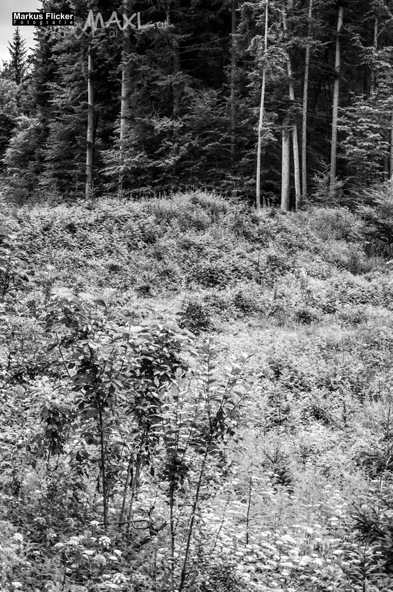 Fotoprojekt 365 Tage Streetphotography mit dem Smartphone. Fotografieren und Filmen mit dem Smartphone: Bessere Fotos und Videos mit dem Handy für Freizeit, Hobby und Business