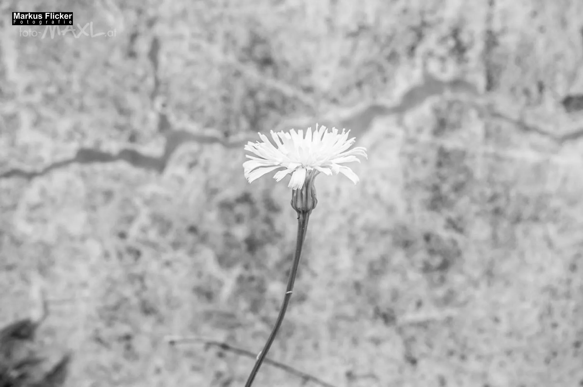 Fotoprojekt 365 Tage Streetphotography mit dem Smartphone. Fotografieren und Filmen mit dem Smartphone: Bessere Fotos und Videos mit dem Handy für Freizeit, Hobby und Business