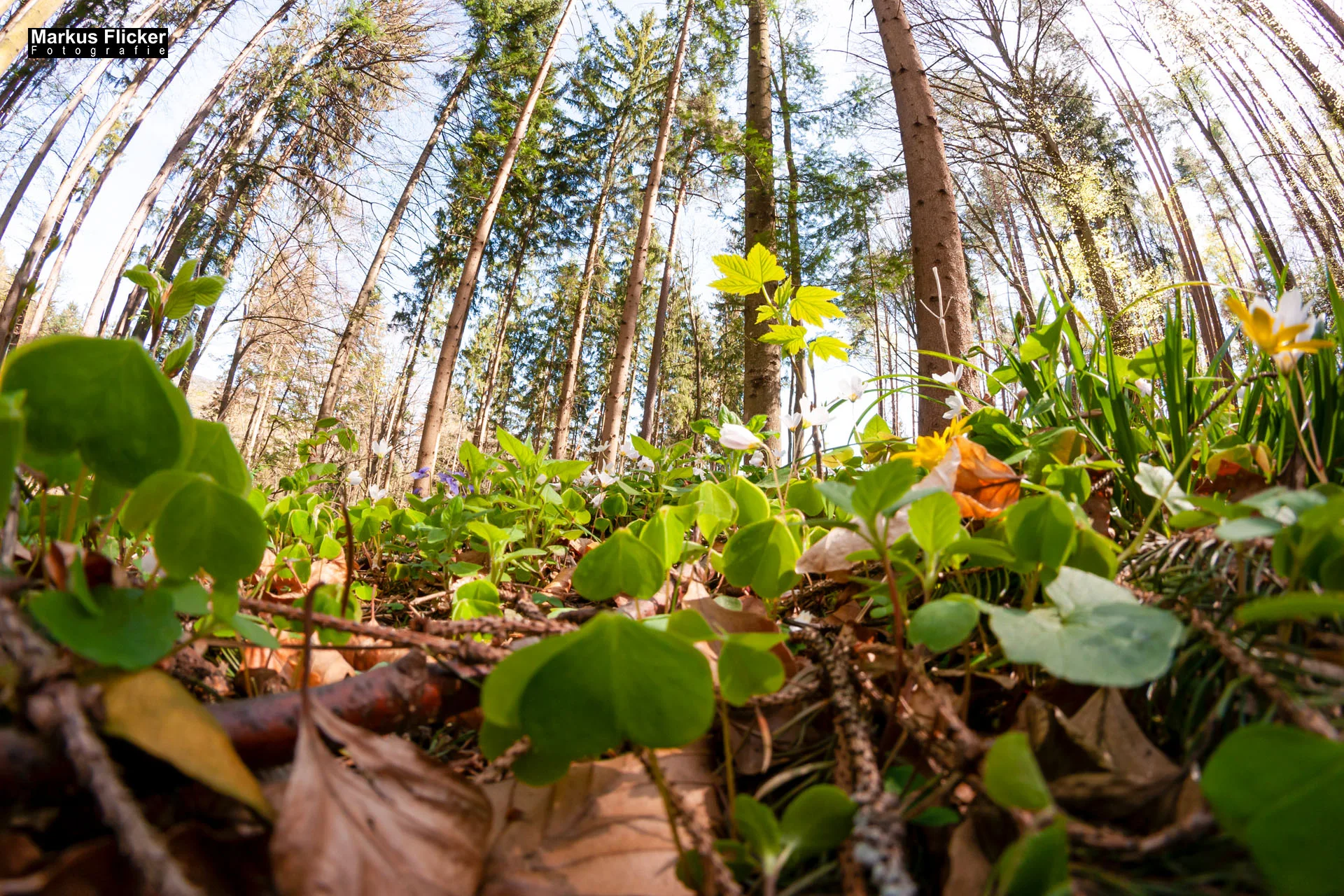 Fotoprojekt Weitwinkel Fotografie 365 Tage Walimex 8mm