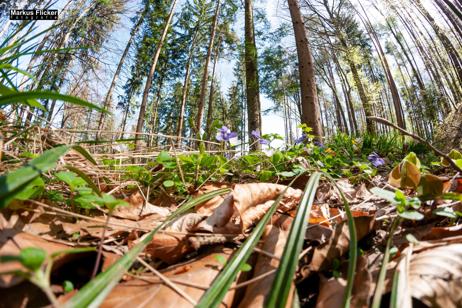 Fotoprojekt Weitwinkel Fotografie 365 Tage Walimex Pro 8mm Fisheye Fischaugenobjektiv