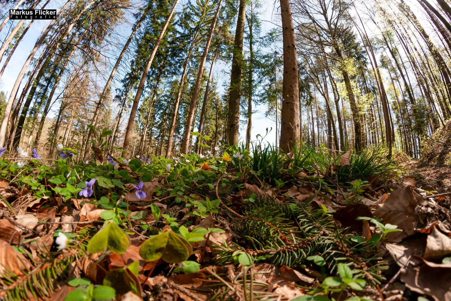 Fotoprojekt Weitwinkel Fotografie 365 Tage Walimex Pro 8mm Fisheye Fischaugenobjektiv