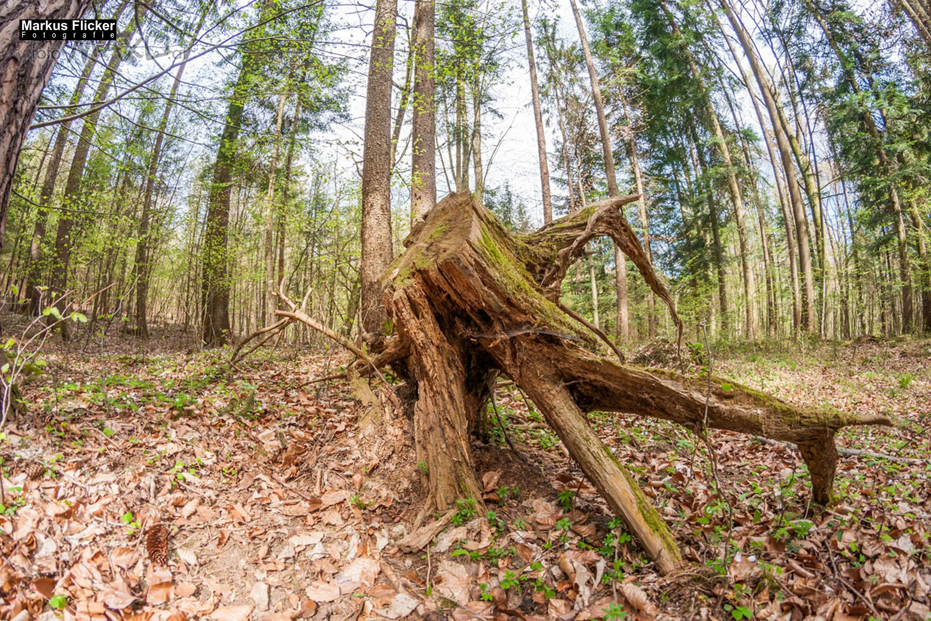 Fotoprojekt Weitwinkel Fotografie 365 Tage Walimex Pro 8mm Fisheye Fischaugenobjektiv